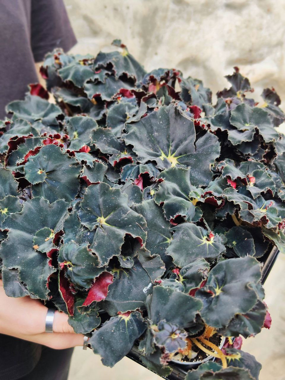 Бегония Черная Мамба (Begonia Rex Dark Mambo) D6см