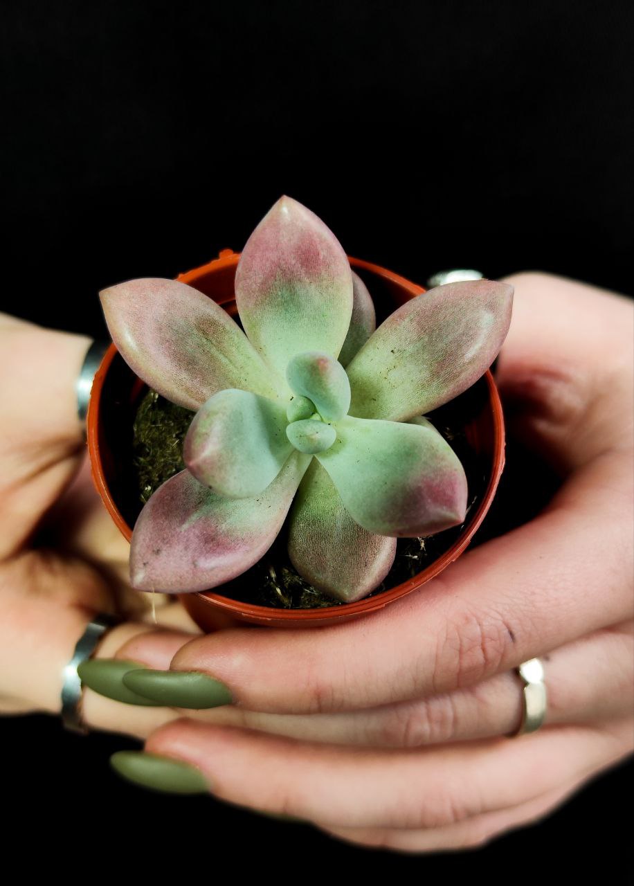 Граптоверия Рози Кроу (Graptoveria Rosie Crow) D5см