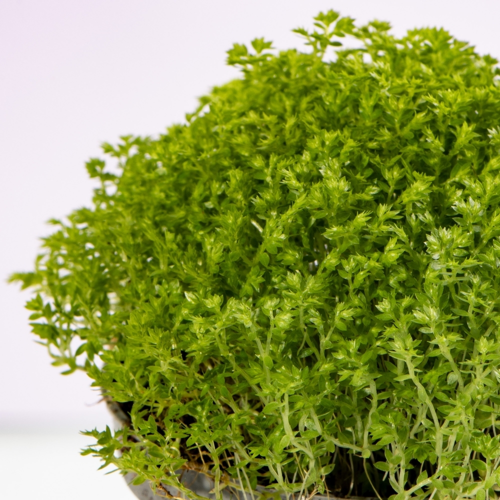Мох Луговой, Селагинелла Апода (Selaginella Apoda) D6см