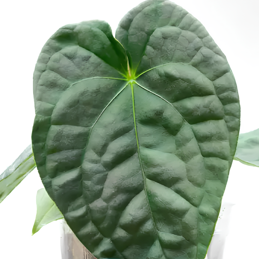 Антуриум Форгети (Anthurium Forgetii x Nigrolaminum) D6см