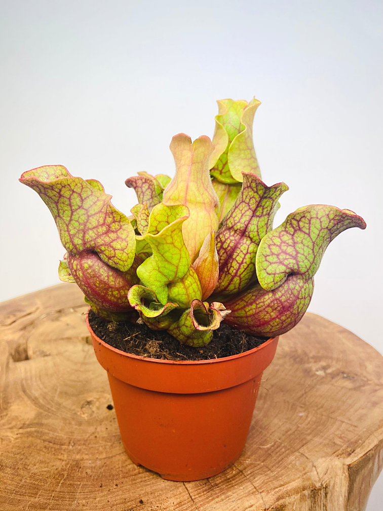 Саррацения Монтана (Sarracenia Montana) D9см