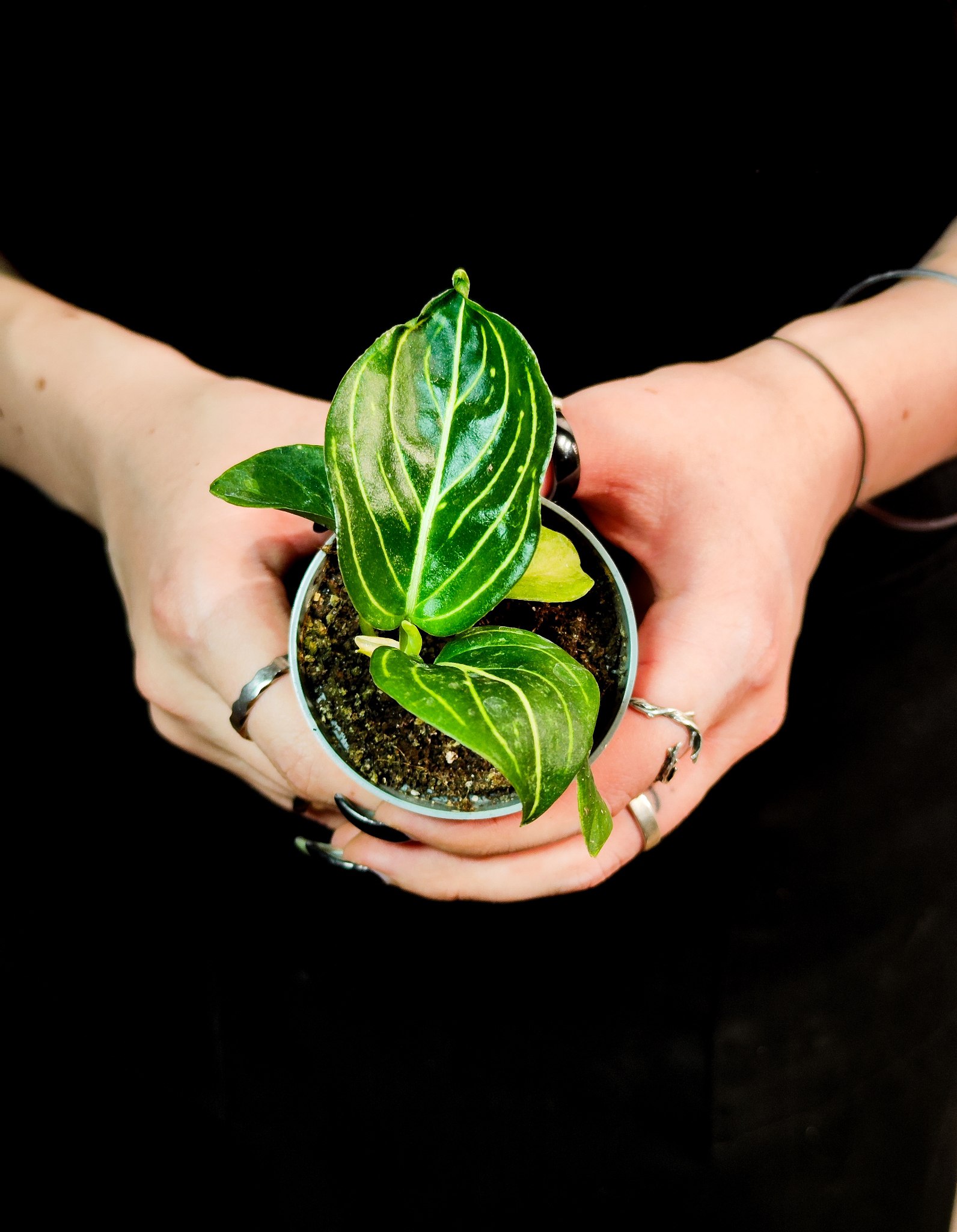 Аглаонема Томс Прайд (Aglaonema Toms Pride) D6см