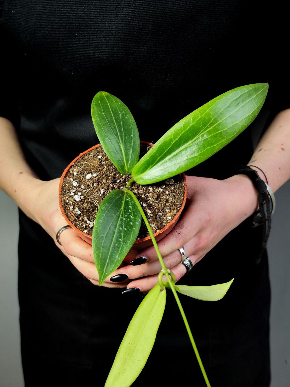 Хойя Солгимиана (Hoya Soligamiana) D10см
