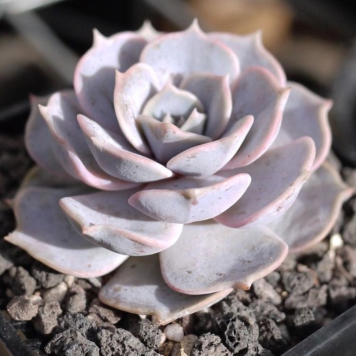 Эхеверия Лиловая, Лилацина (Echeveria Lilacina) D5см