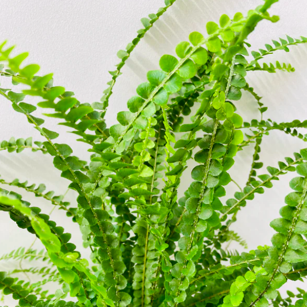 Нефролепис Даффи (Nephrolepis Exaltata Duffy) D6см
