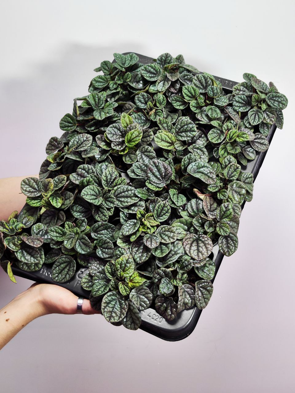 Пеперомия Грейхаунд (Peperomia Greyhound) D5см