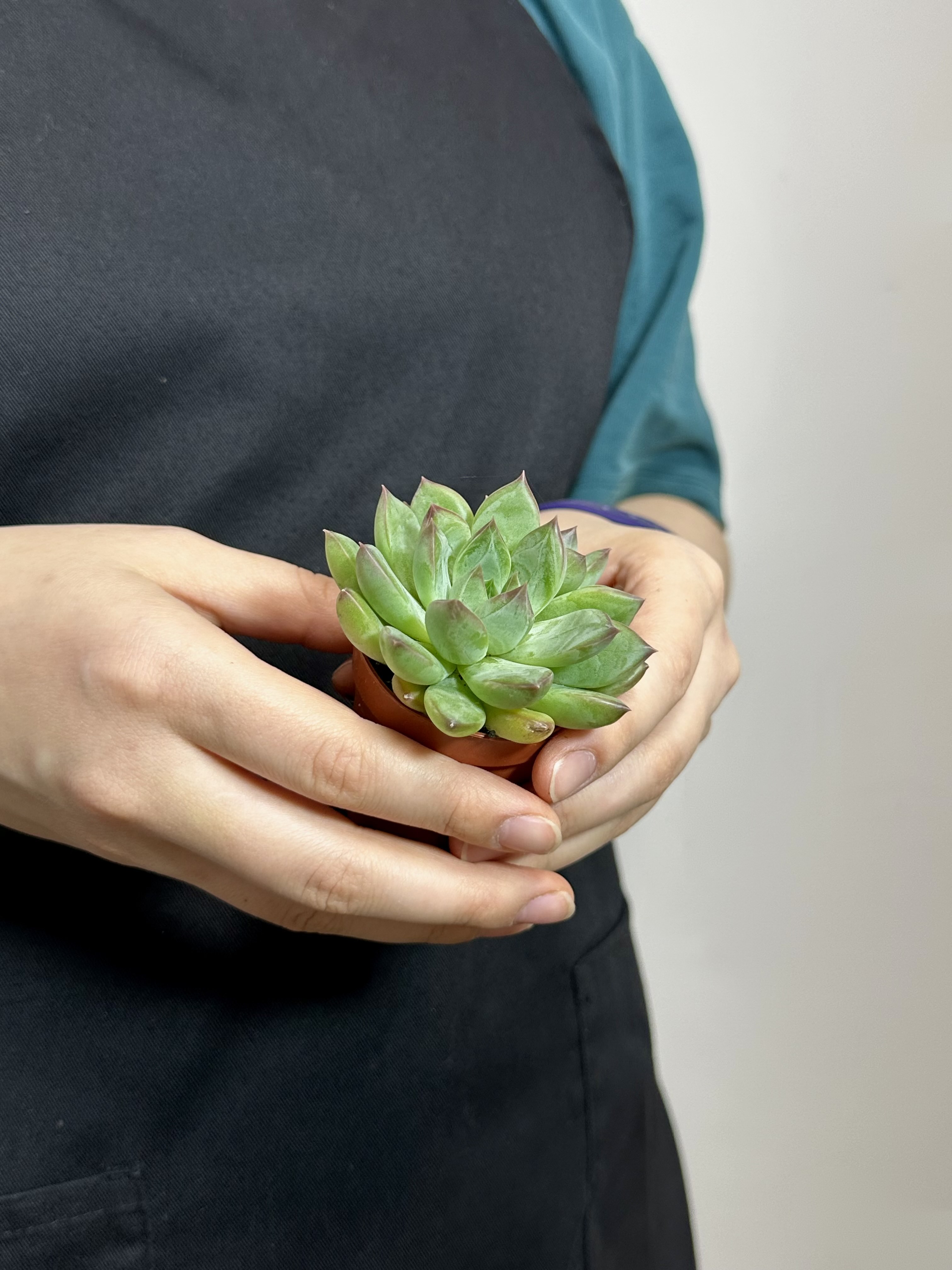 Эхеверия Ригель (Echeveria Riegel) D5см