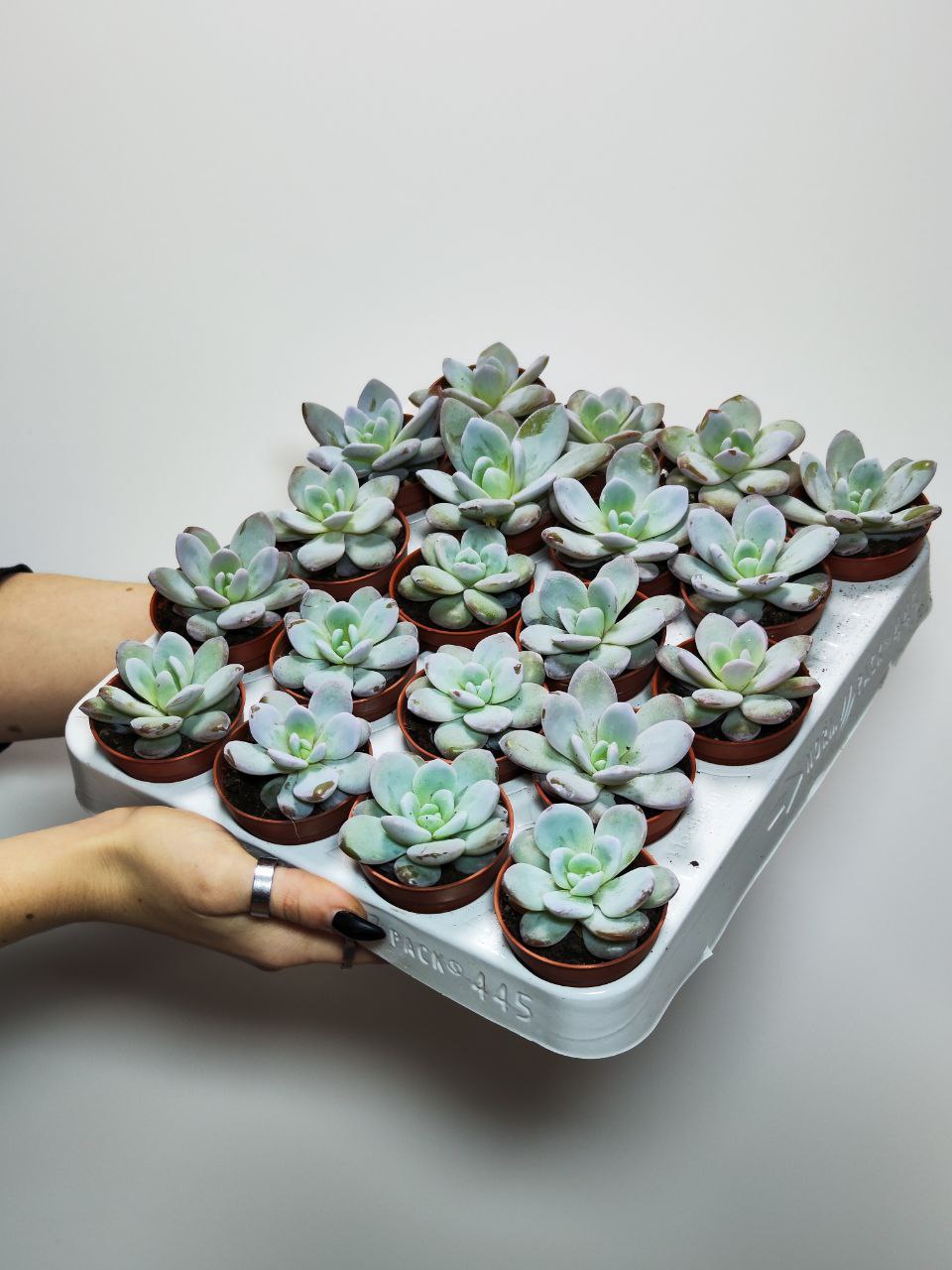 Эхеверия Лау (Echeveria Lauii) D5см