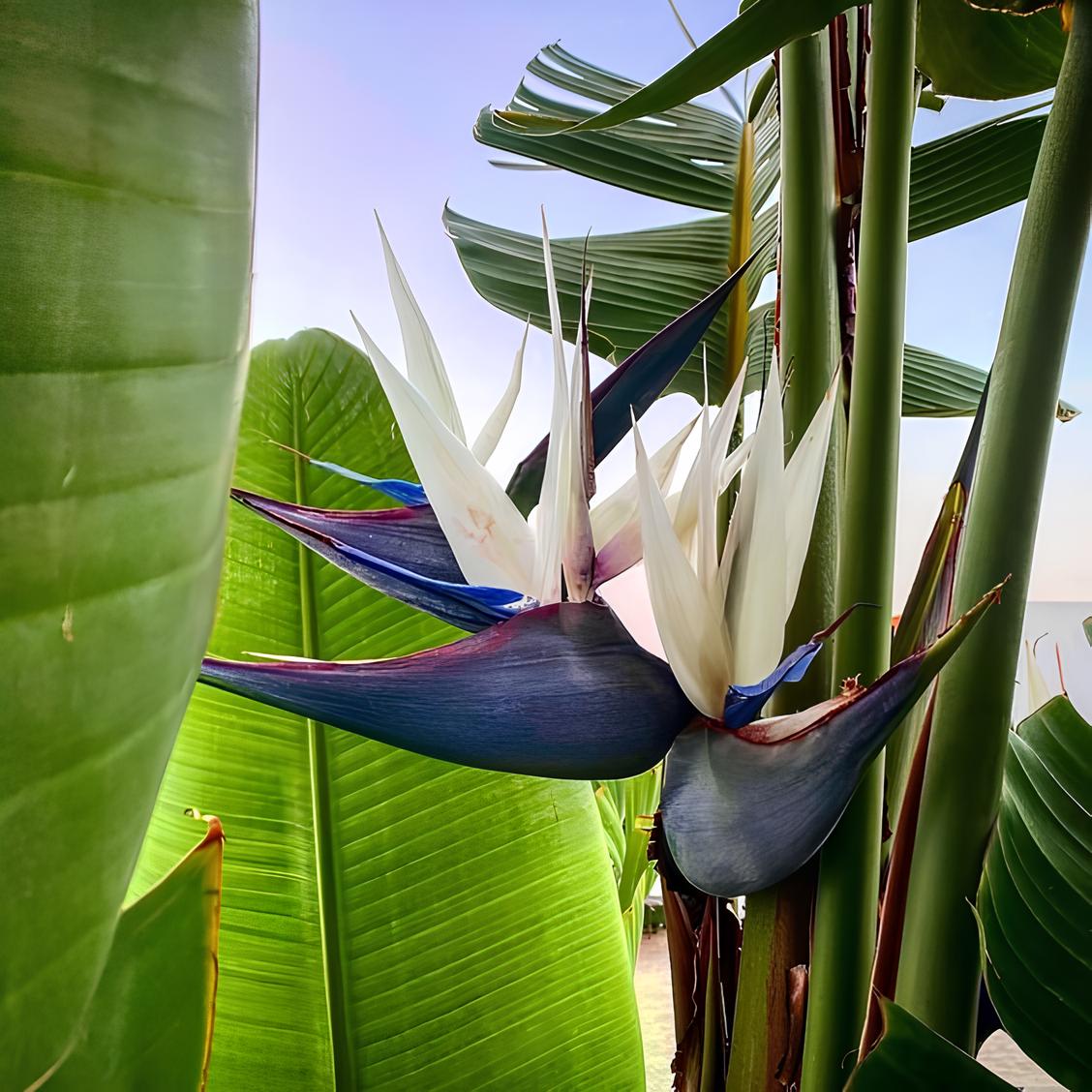Стрелиция Николая (Strelitzia Nicolai) D12см