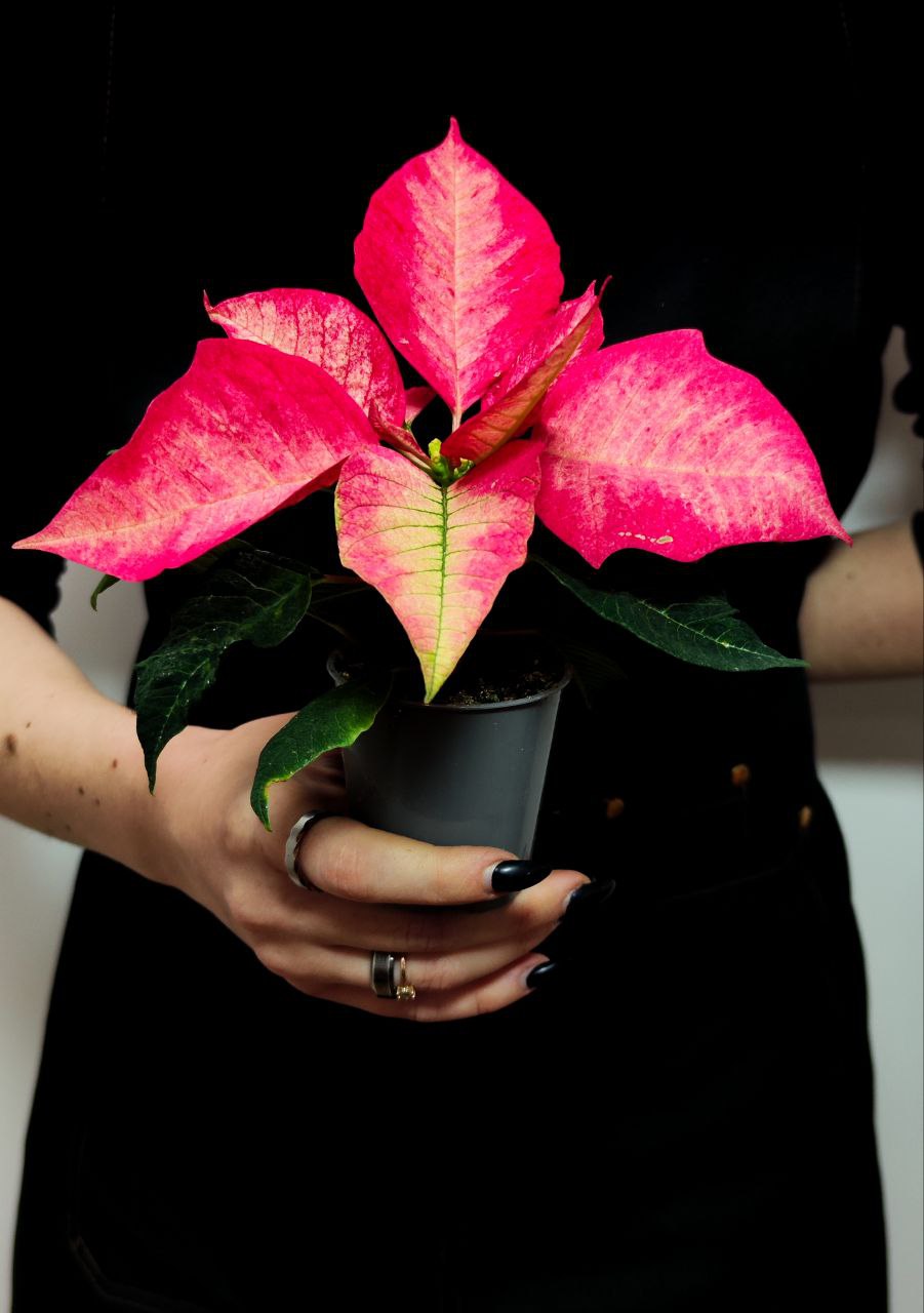 Пуансеттия Ред Мэджик (Poinsettia Red Magic) D6см