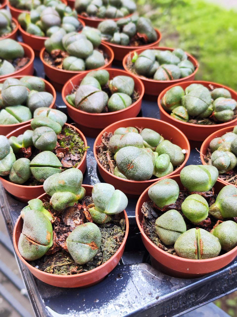 Плейоспилос Нелли Грин уцен. (Pleiospilos Nelii Green) D8,5см
