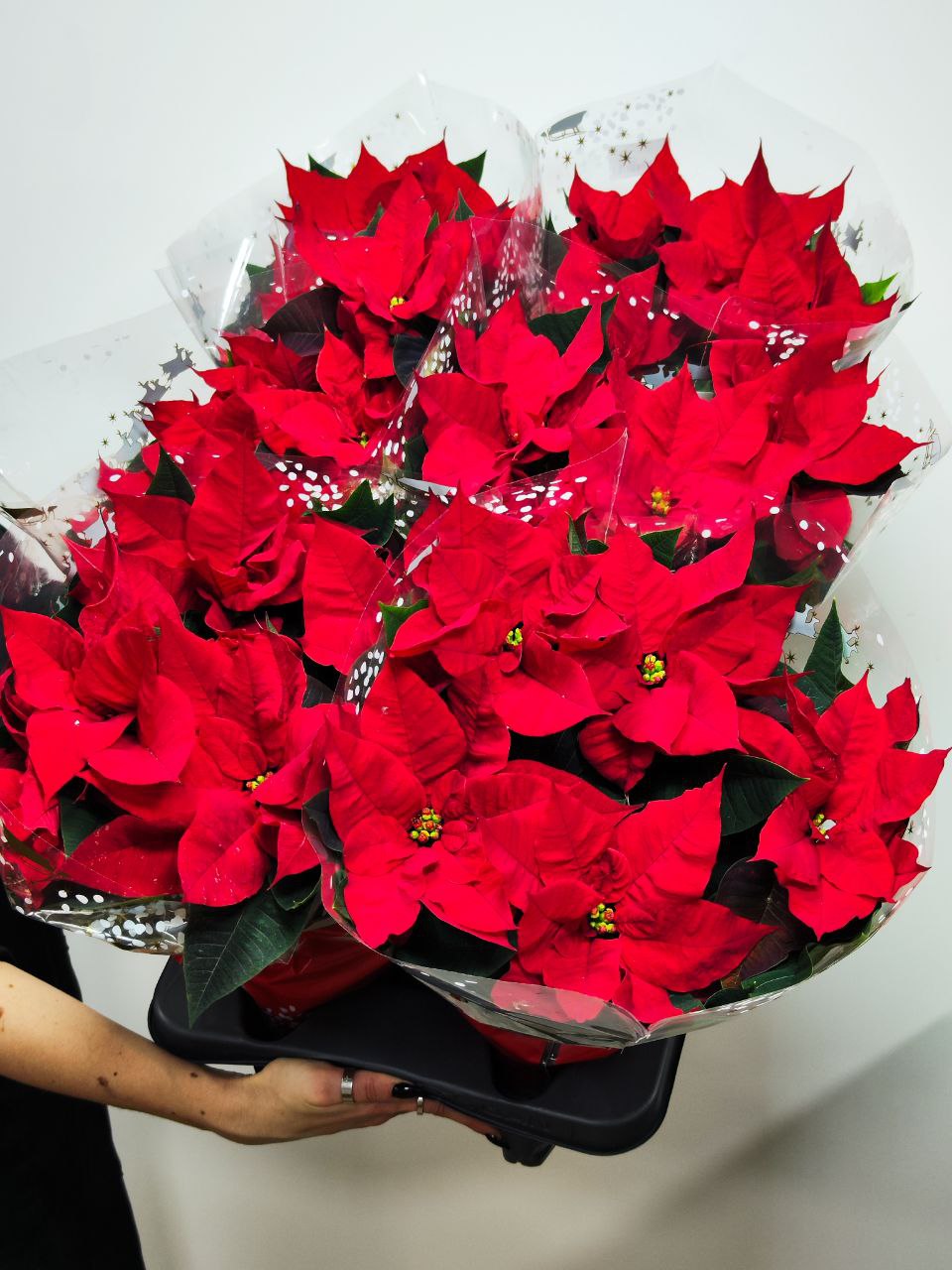 Пуансеттия Фрея Красная (Poinsettia Freya Red) D13см
