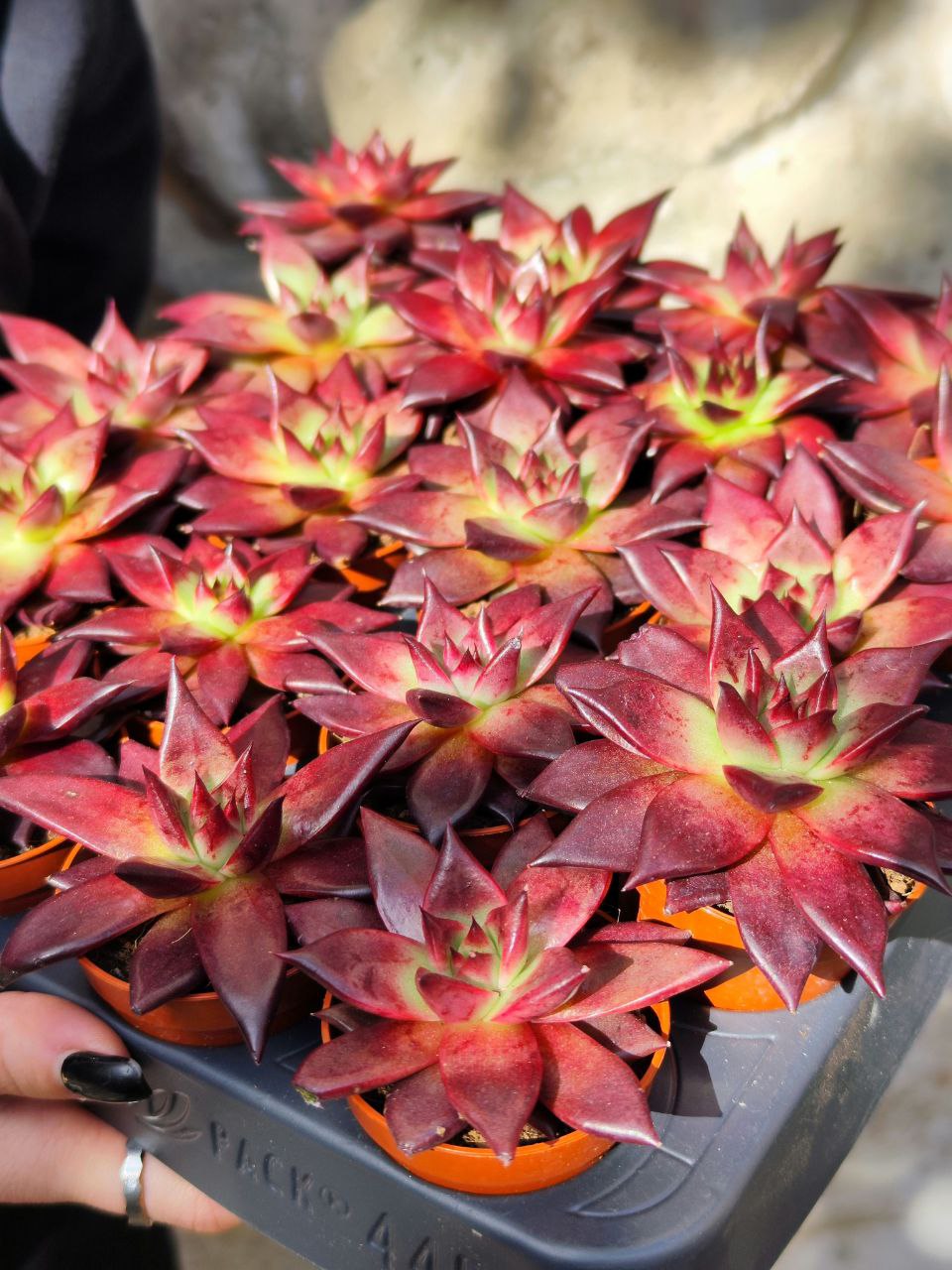 Эхеверия Марс Галакси (Echeveria Mars Galaxy) D5см