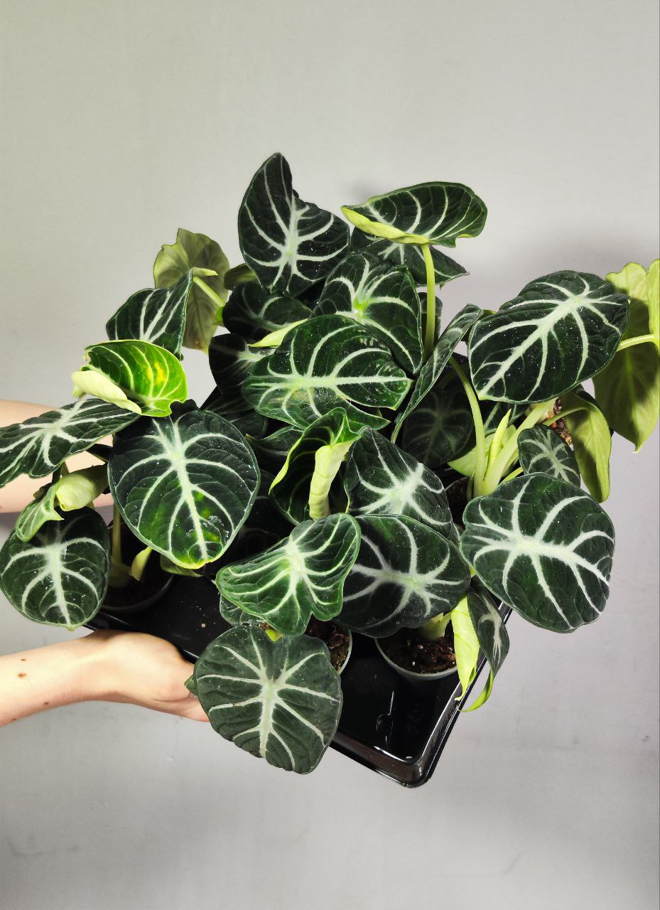 Алоказия Ниндзя (Alocasia Ninja) D6см