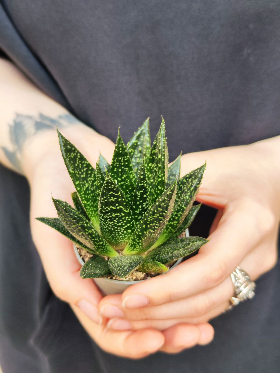 Гастерия Лимпопо (Gasteria Limpopo) D5см