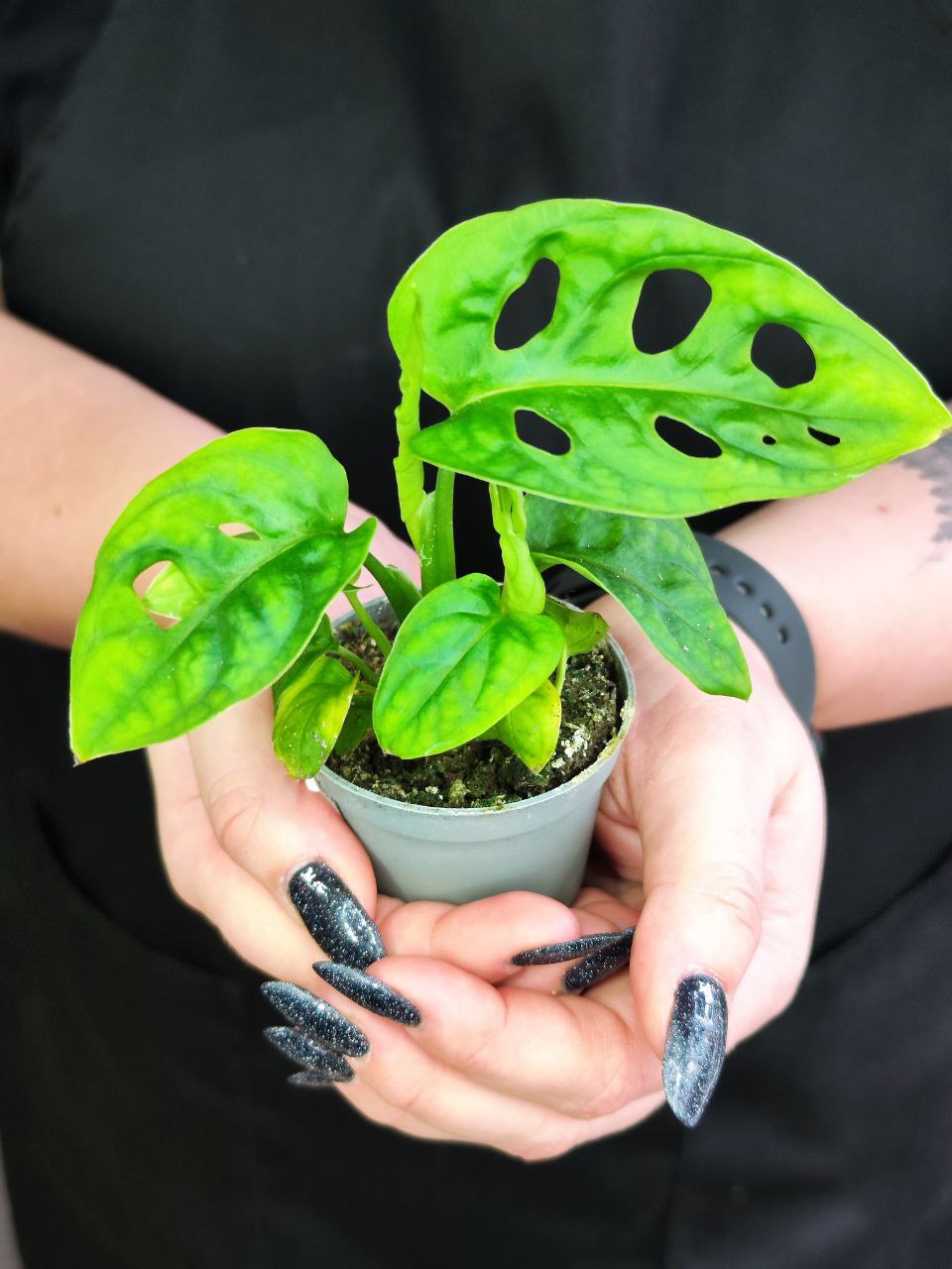 Монстера Адансона (Monstera Adansonii) D6см