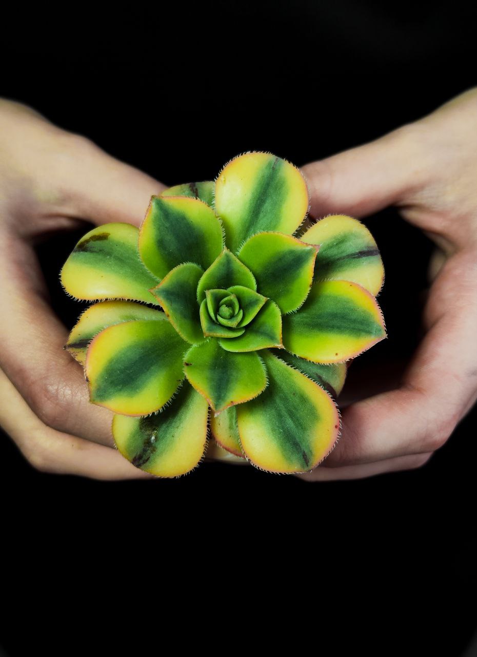 Эониум Старберст (Aeonium Starburst) D5см
