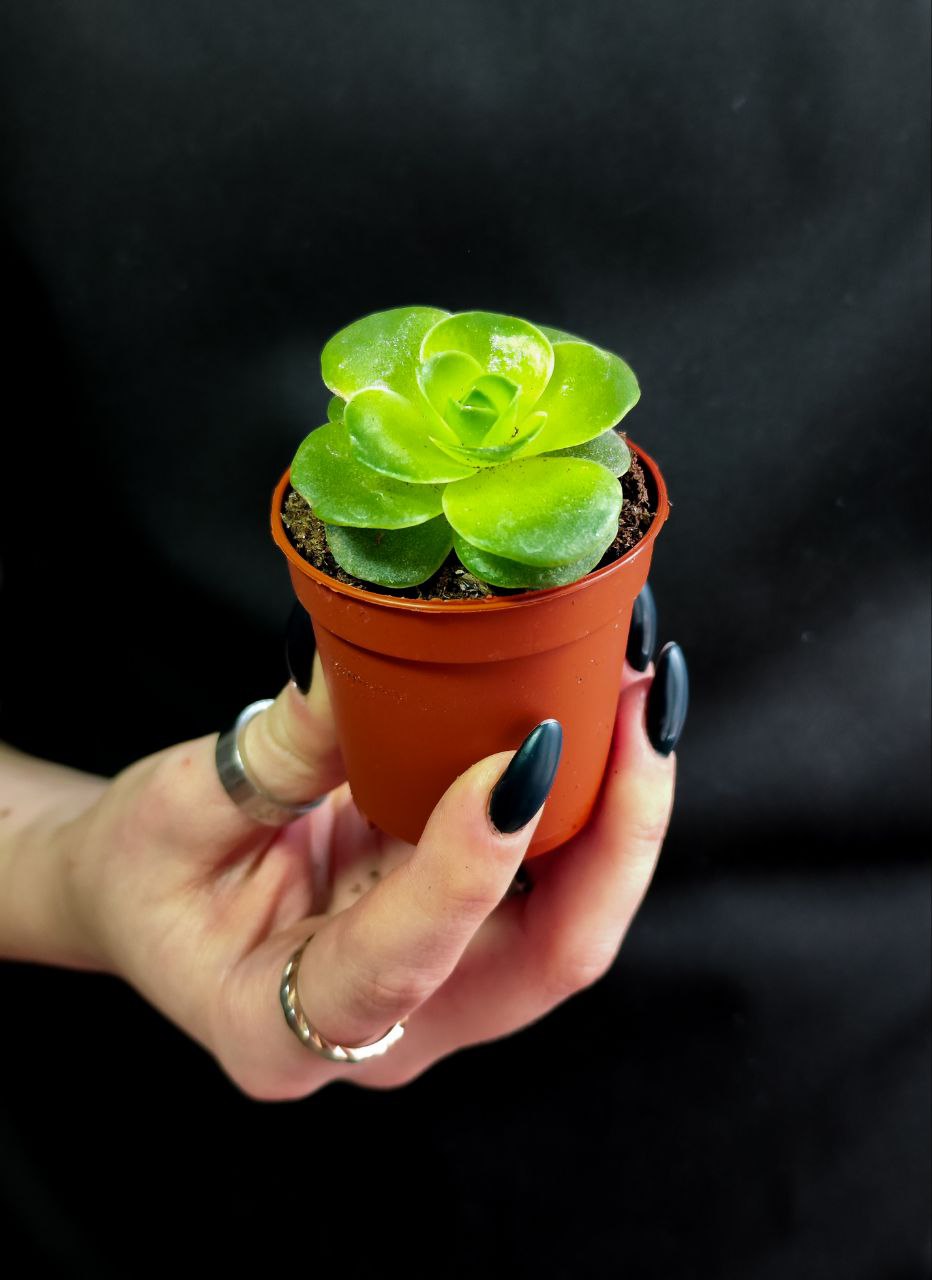 Гриновия Диплоциклум (Greenovia Diplocycla) D5см