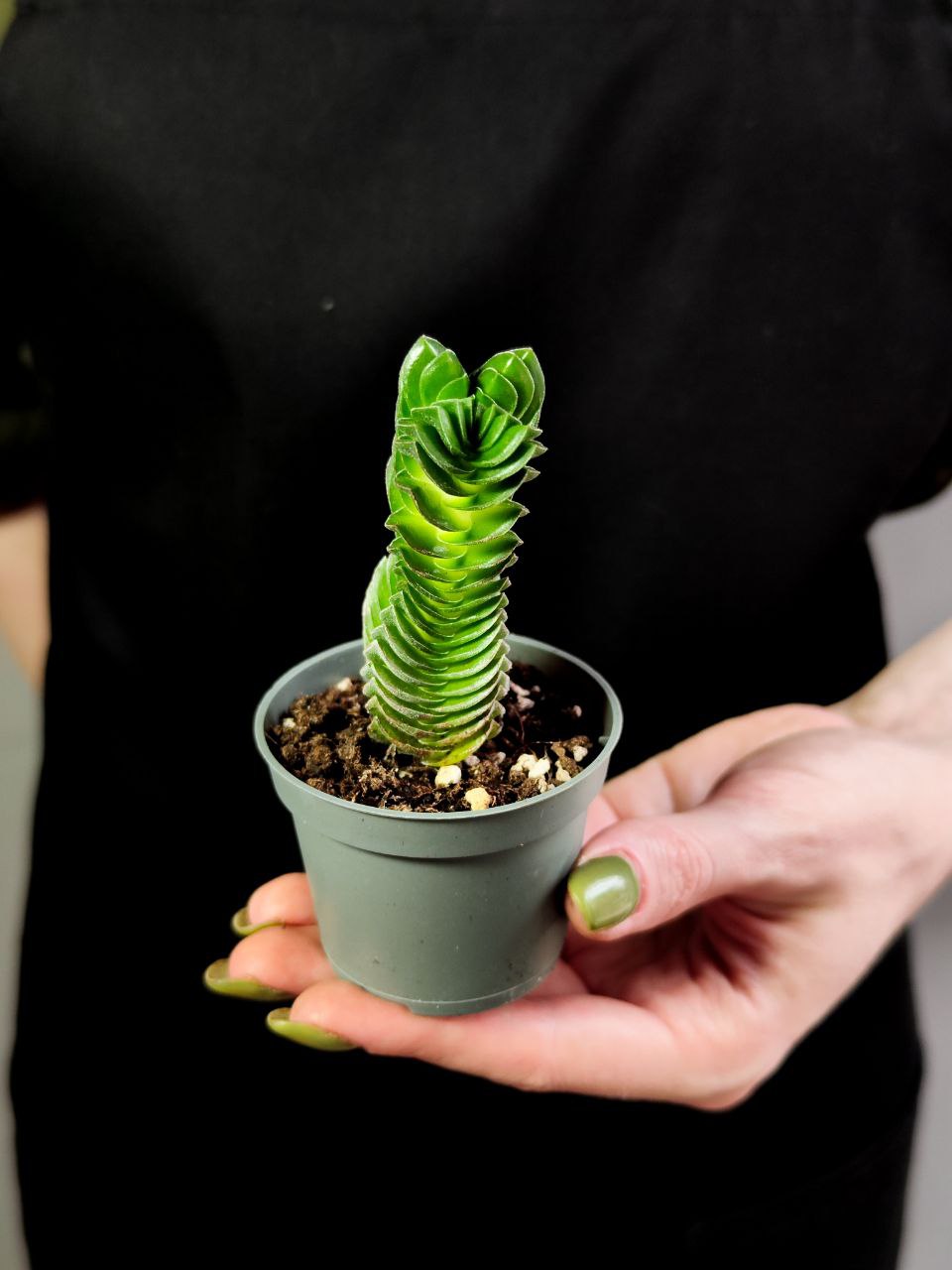 Крассула Храм Будды (Crassula Buddha´s Temple) D5см