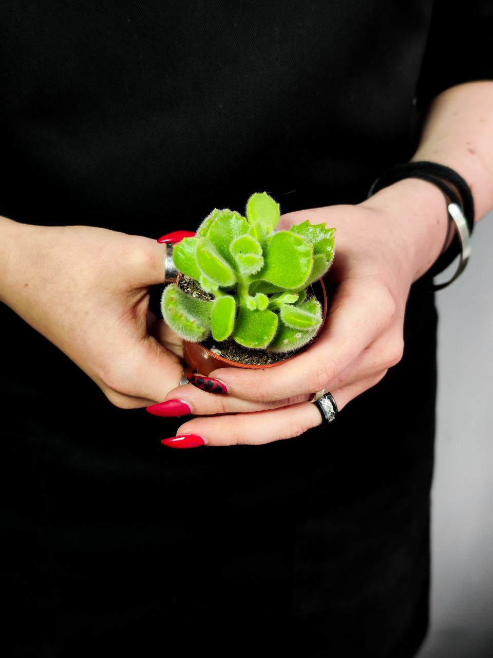 Котиледон Леди Смит (Cotyledon Ladismithiensis) D5см