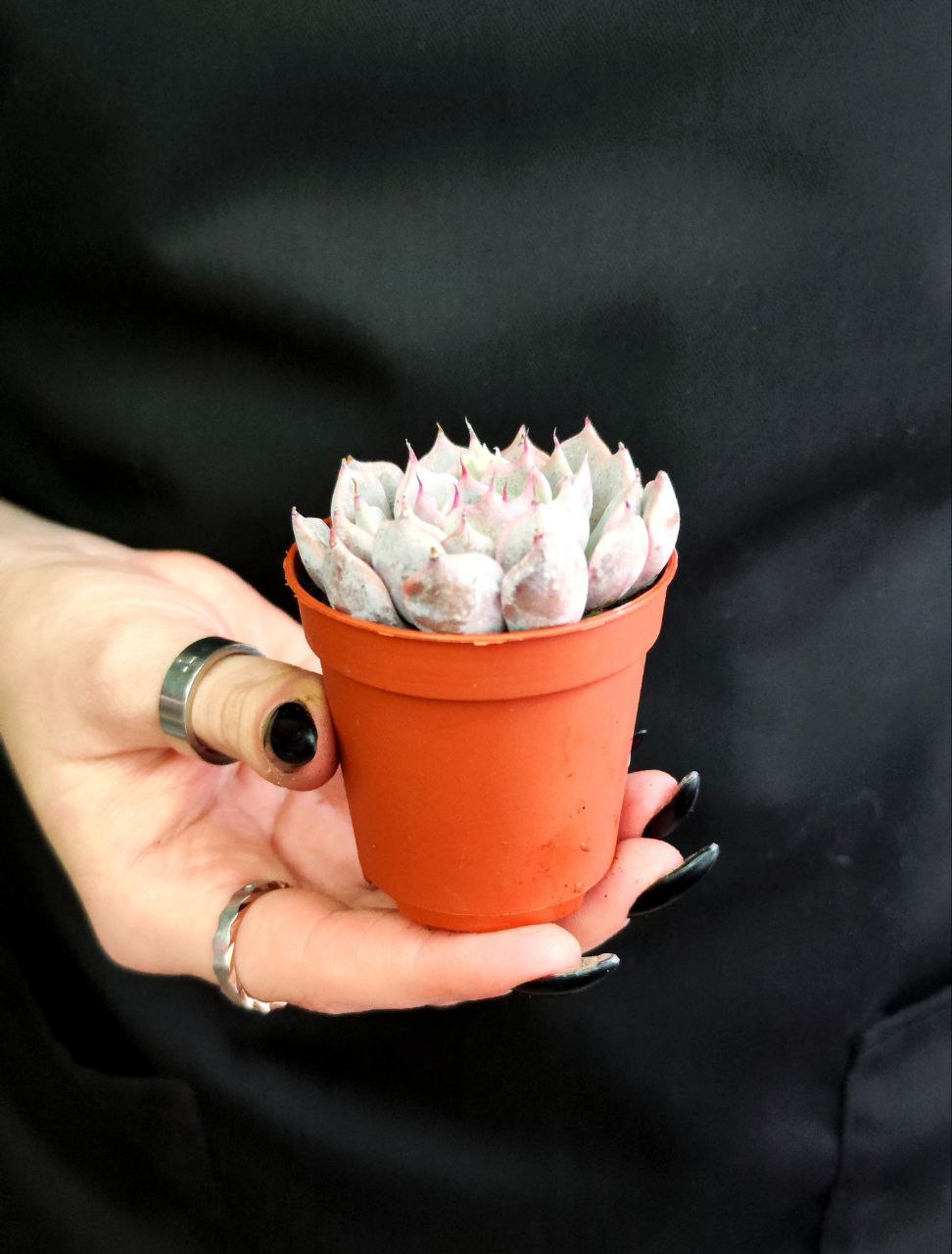 Эхеверия Розеа (Echeveria Rosea) D5см
