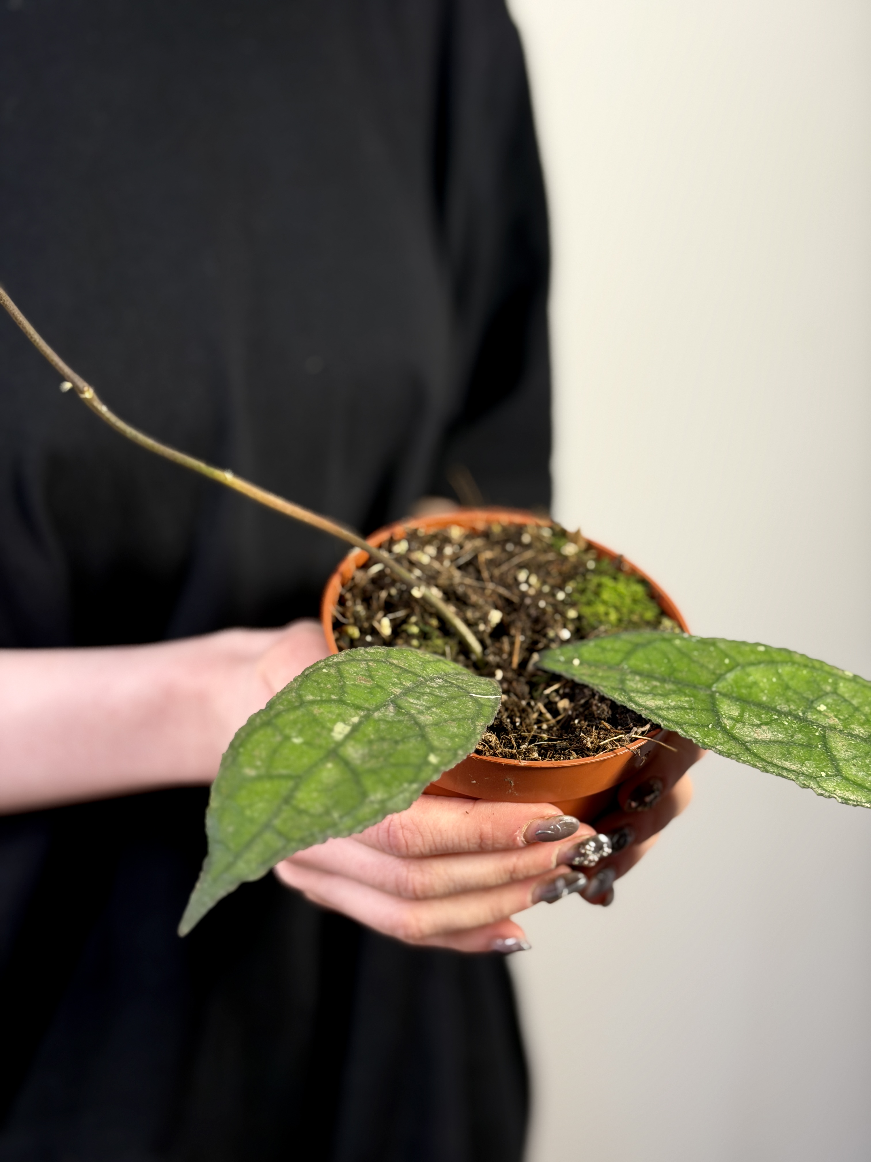Хойя Клемензиорум Дарк Лиф (Hoya Clemensiorum Dark Leaf) D10см