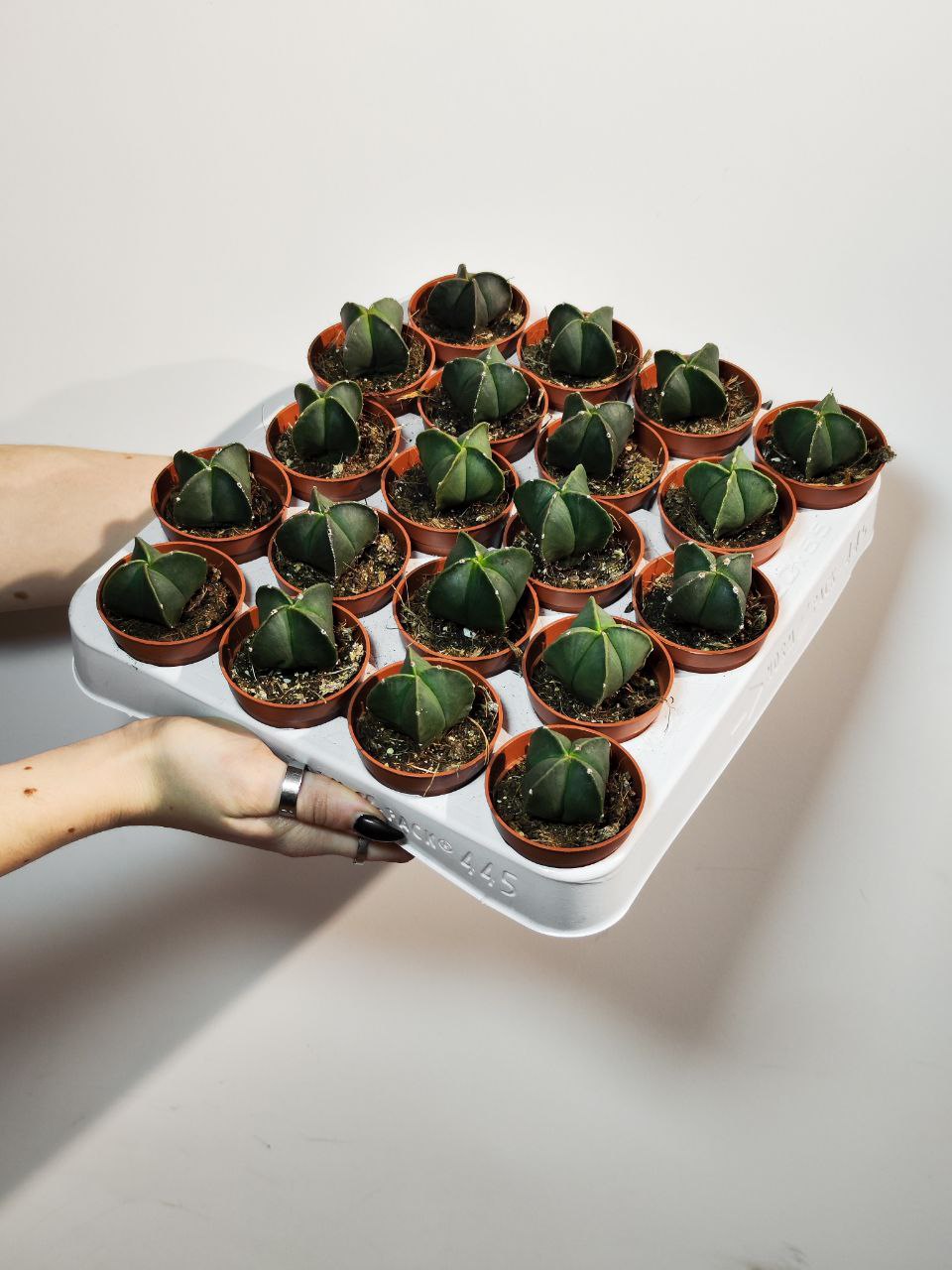 Астрофитум Мириостигма Нудум Квадрикостатум (Astrophytum Myriostigma Nudum Quadricostatum) D5см