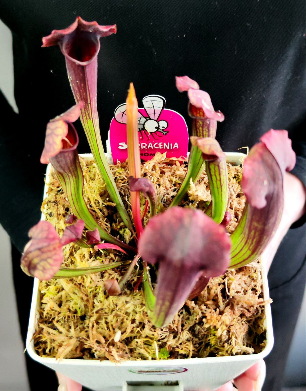 Саррацения Томас (Sarracenia Thomas) пересаженная D12см