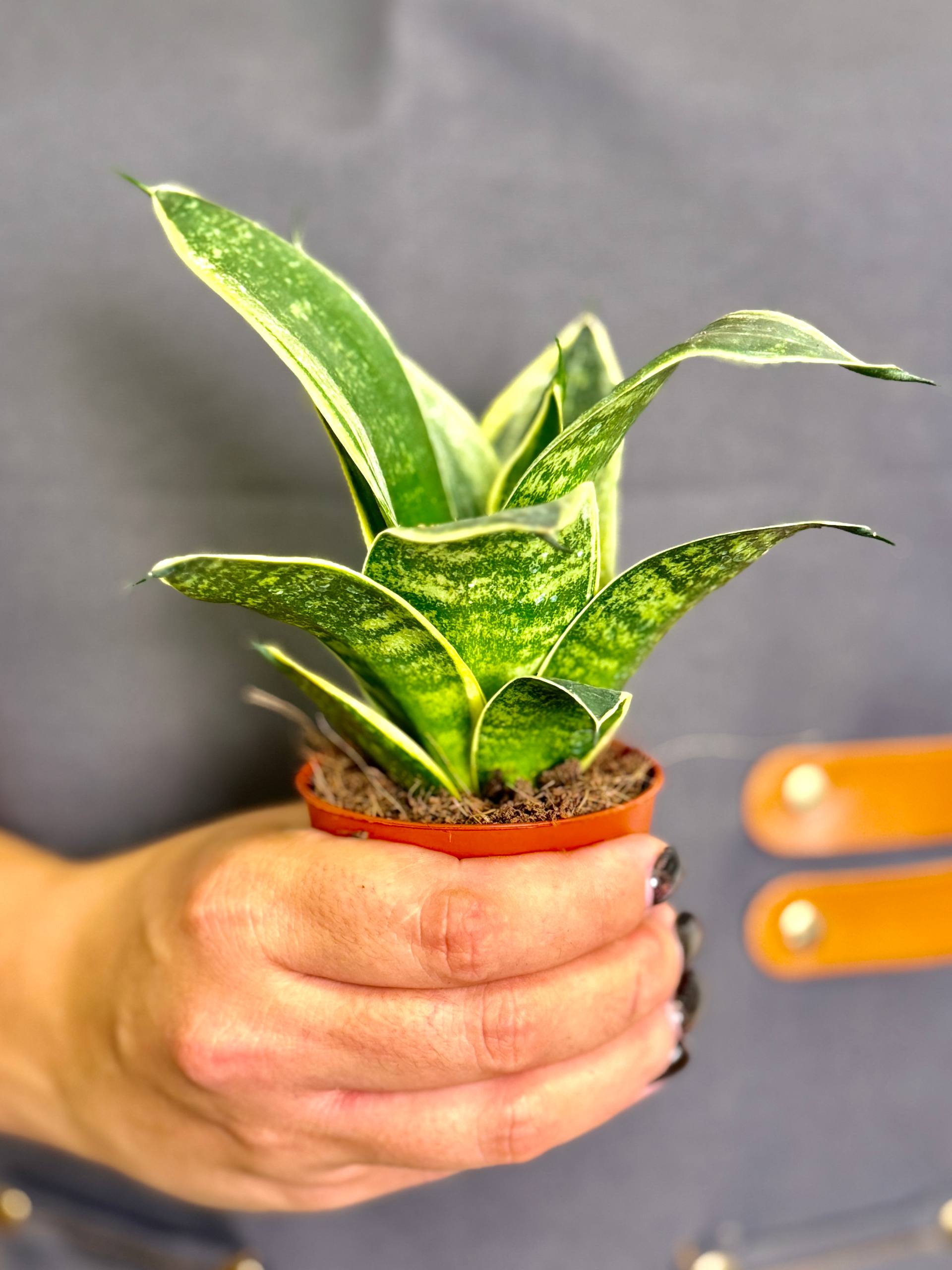 Сансевиерия Ханни Глимеринг Стар (Sansevieria Hahnii Glimmering Star) D6см