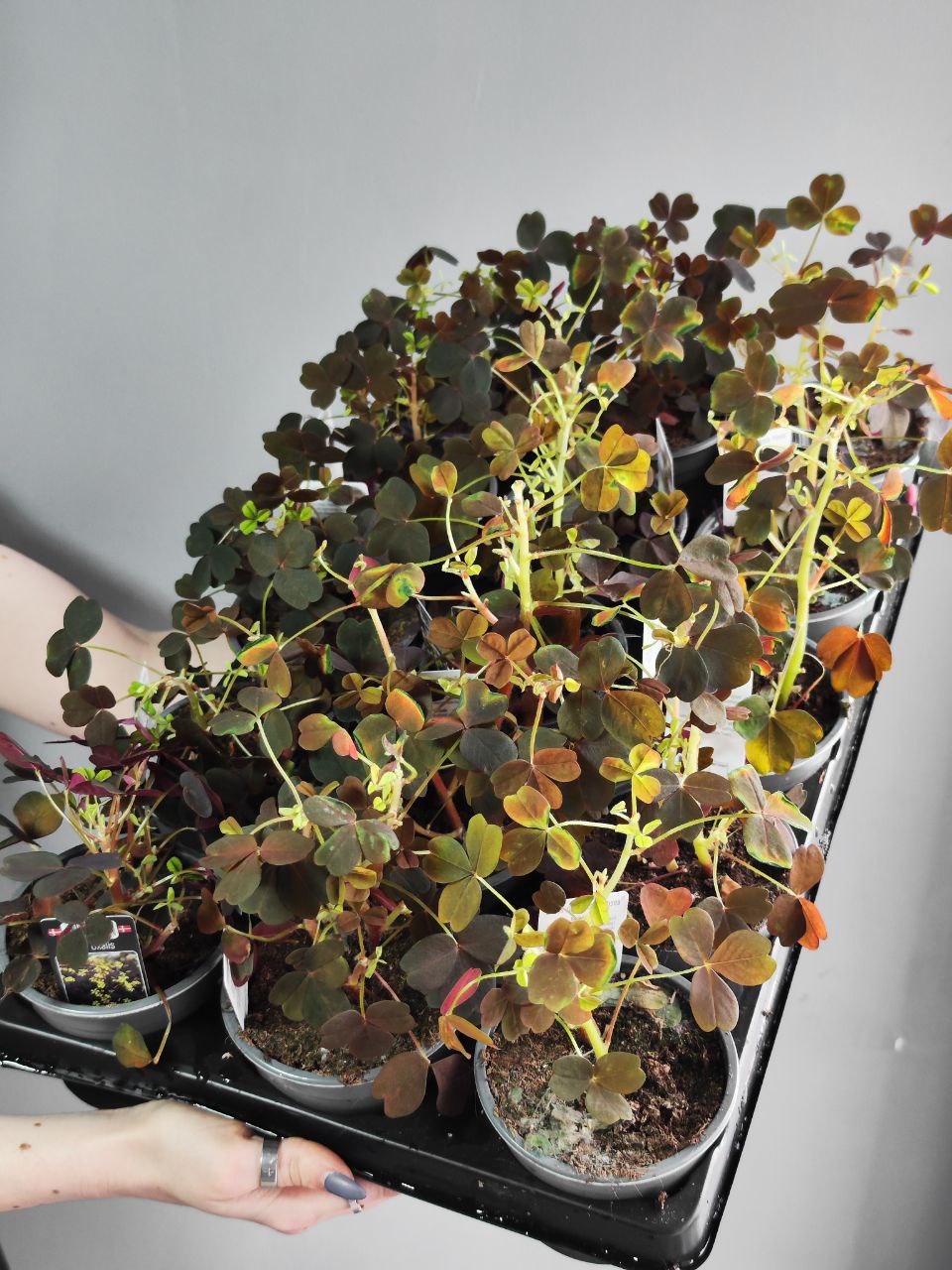 Оксалис Красный, Кислица (Oxalis Rubra) D10см