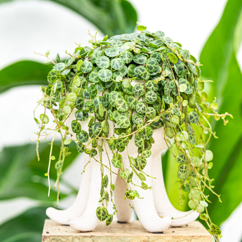 Пеперомия Прострата, или Cтелющаяся (Peperomia Prostrata) D5см