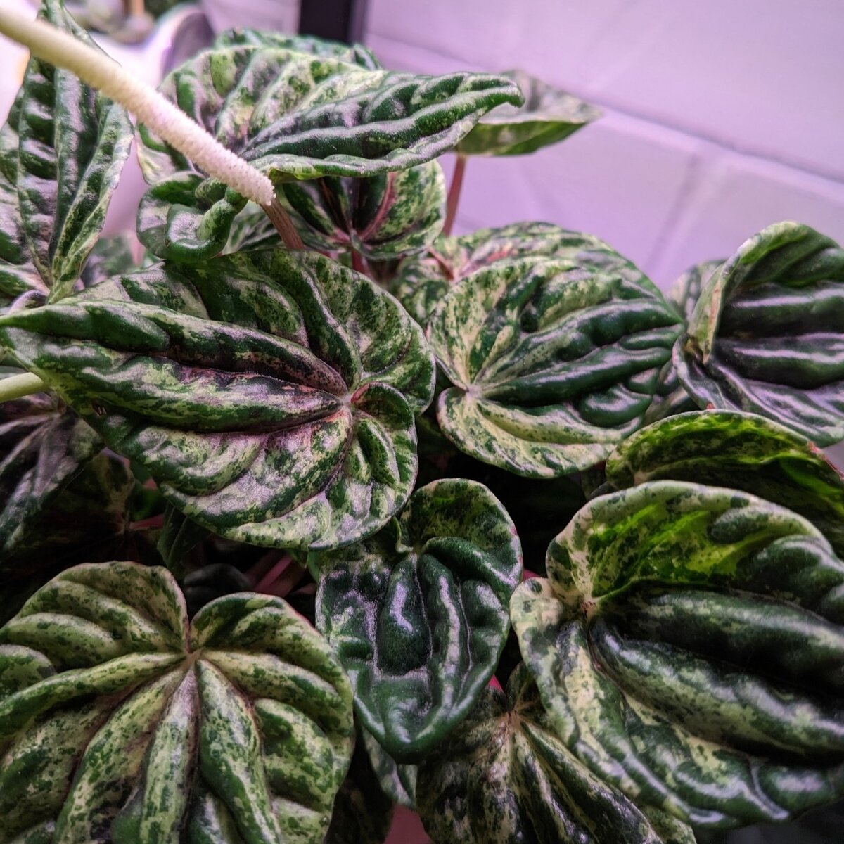Пеперомия Буэнос Айрес (Peperomia Buenos Aires) D11см