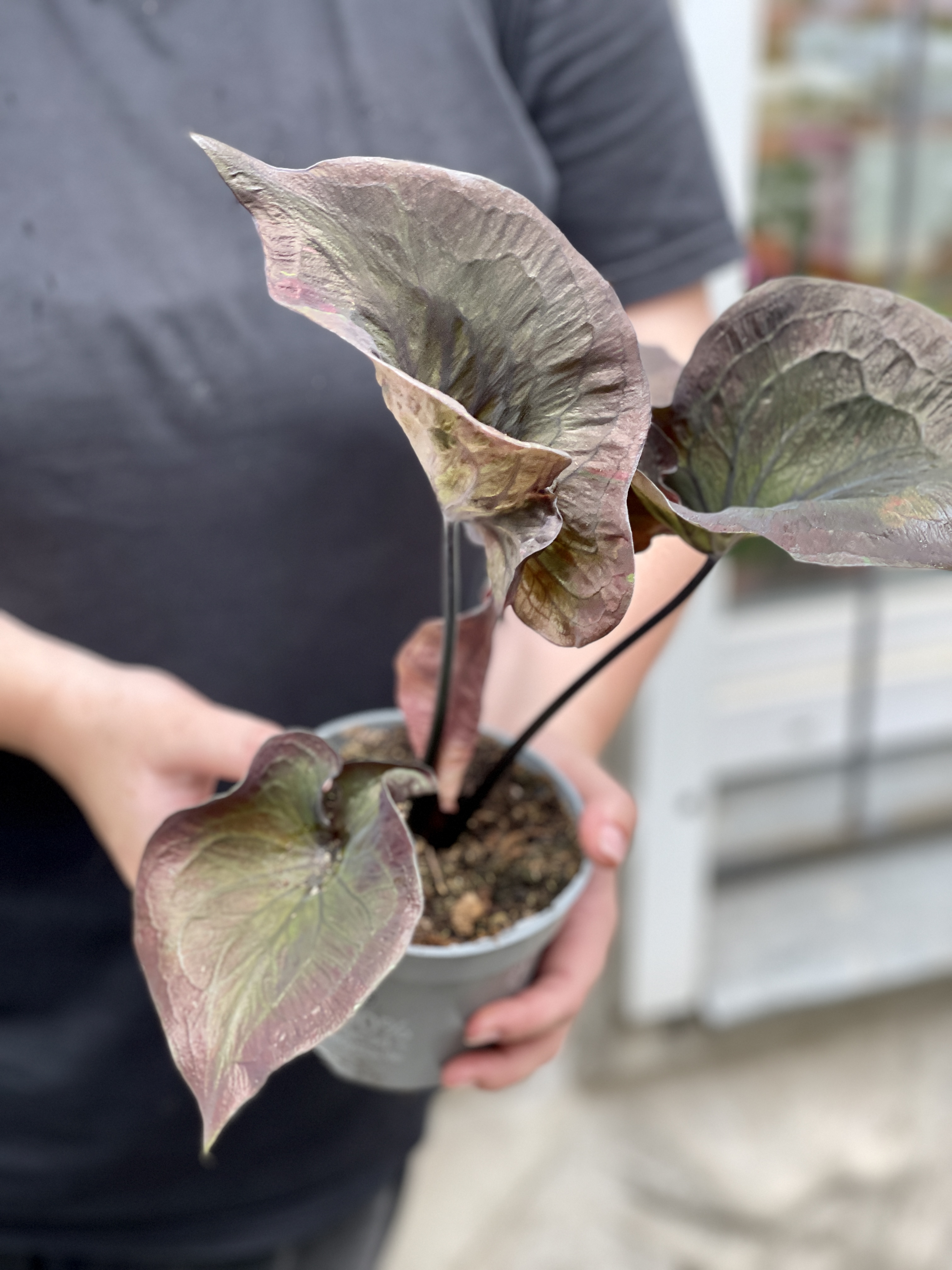 Каладиум Блэк Гибрид (Caladium Black Hibrid) D12см