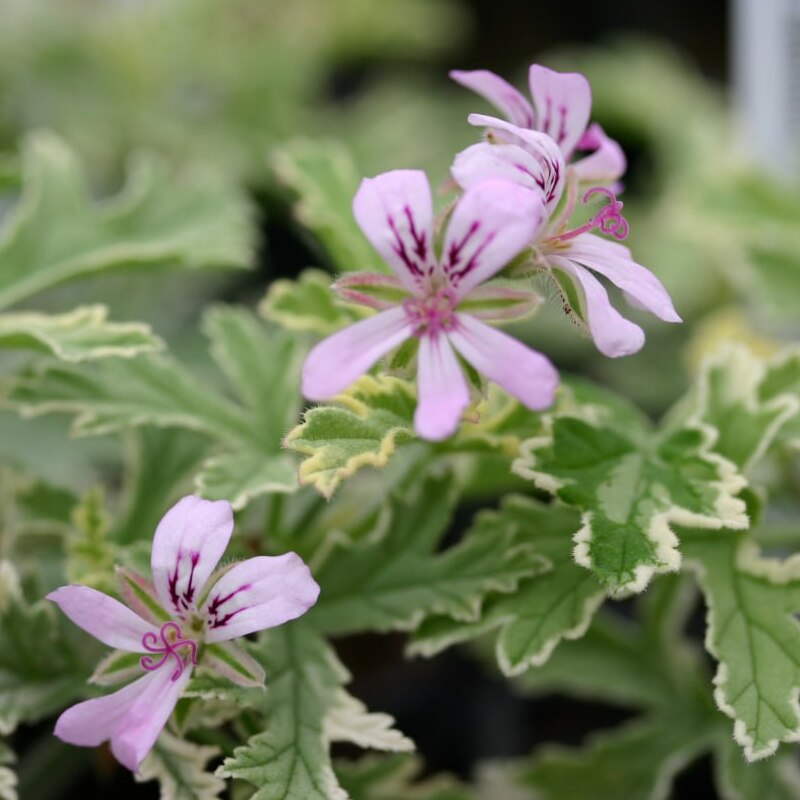 Пеларгония Леди Плимут, Герань Душистая (Pelargonium Lady Plymouth) D12см