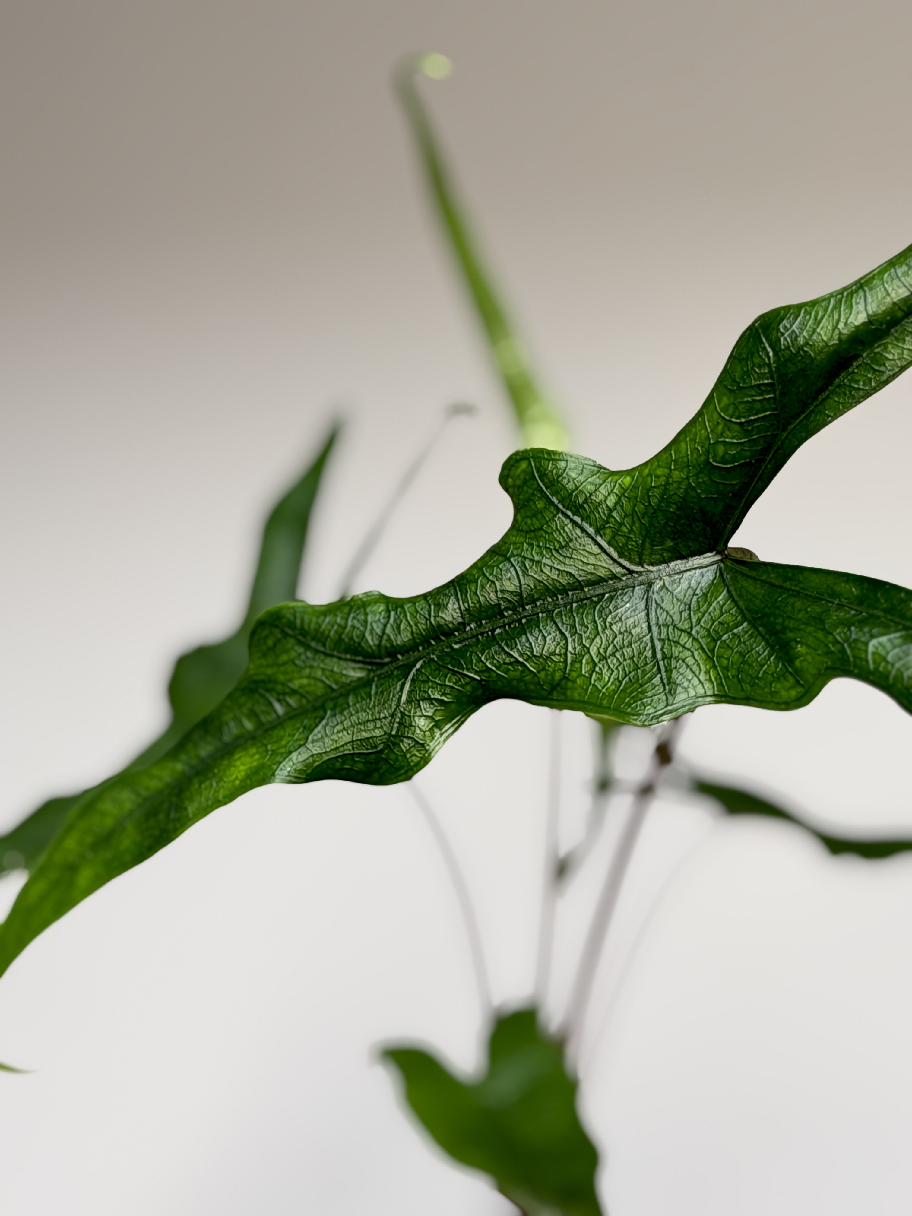 Алоказия Сабрина Нэрроу (Alocasia Sabrina Narrow) D6см