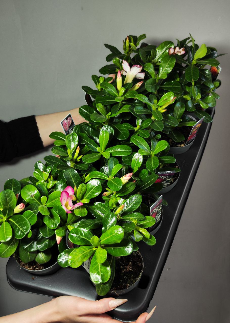 Адениум Тучный Пинк Стар (Adenium Obesum Pink Star) D9см