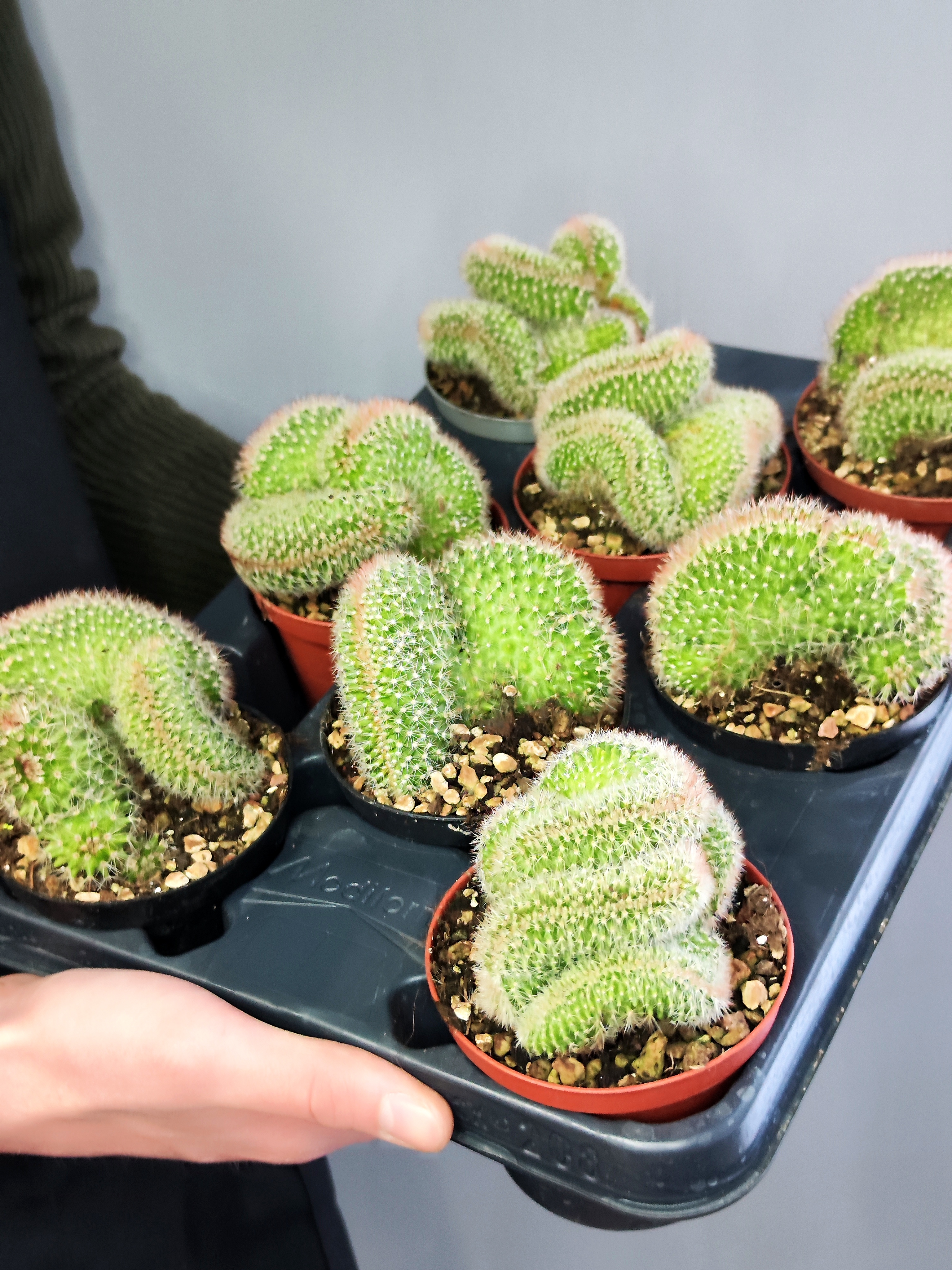 Маммилярия Эрнеста Крестата (Mammillaria Ernestii Crestata) D10см