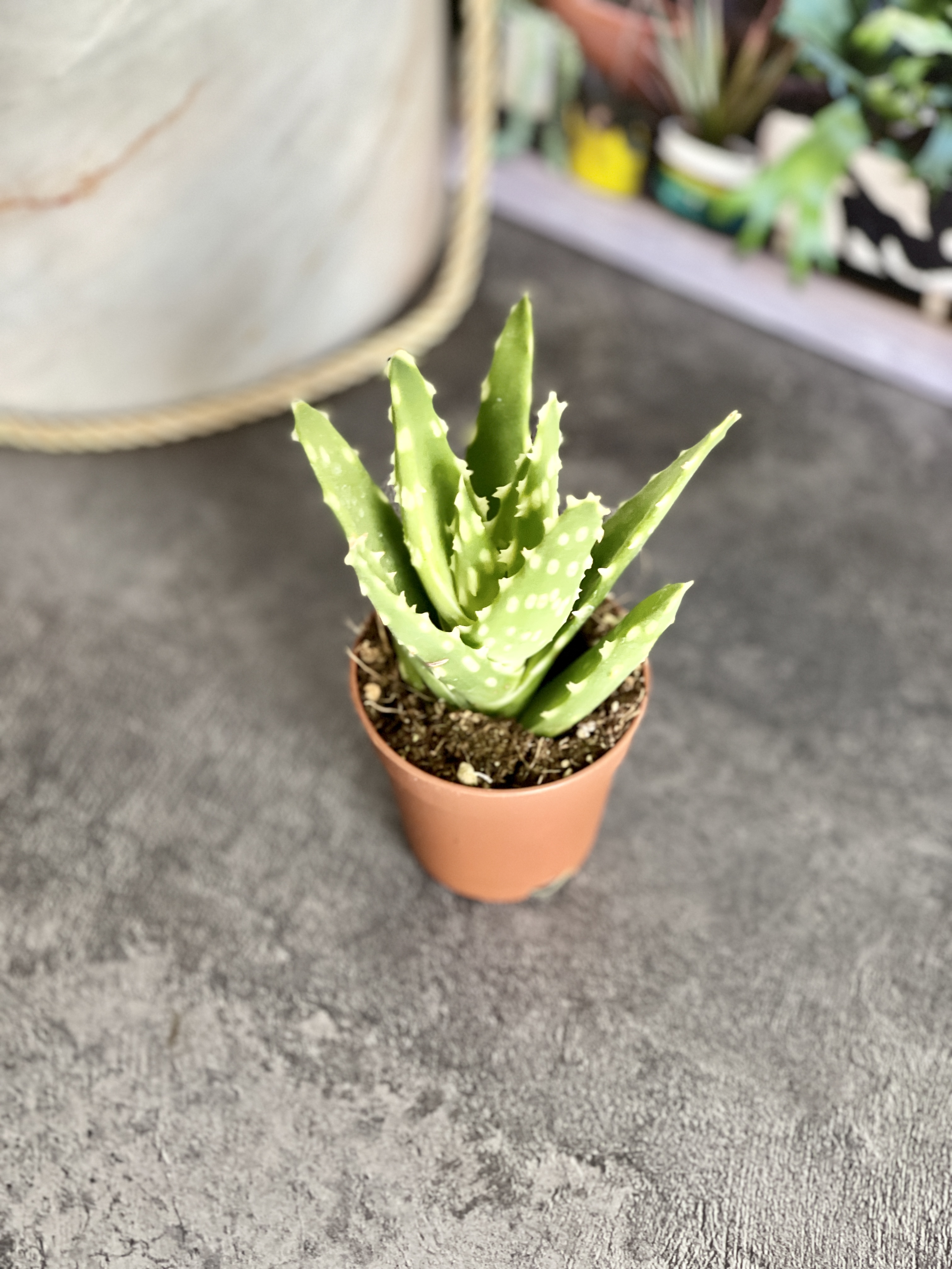 Алоэ Жако (Aloe Jaco) D5см