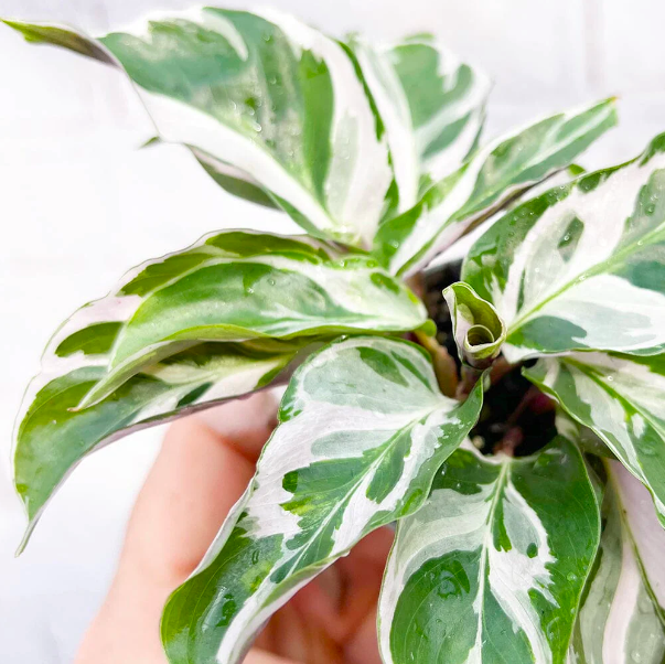 Калатея Вайт Фьюжин (Calathea White Fusion) D12см