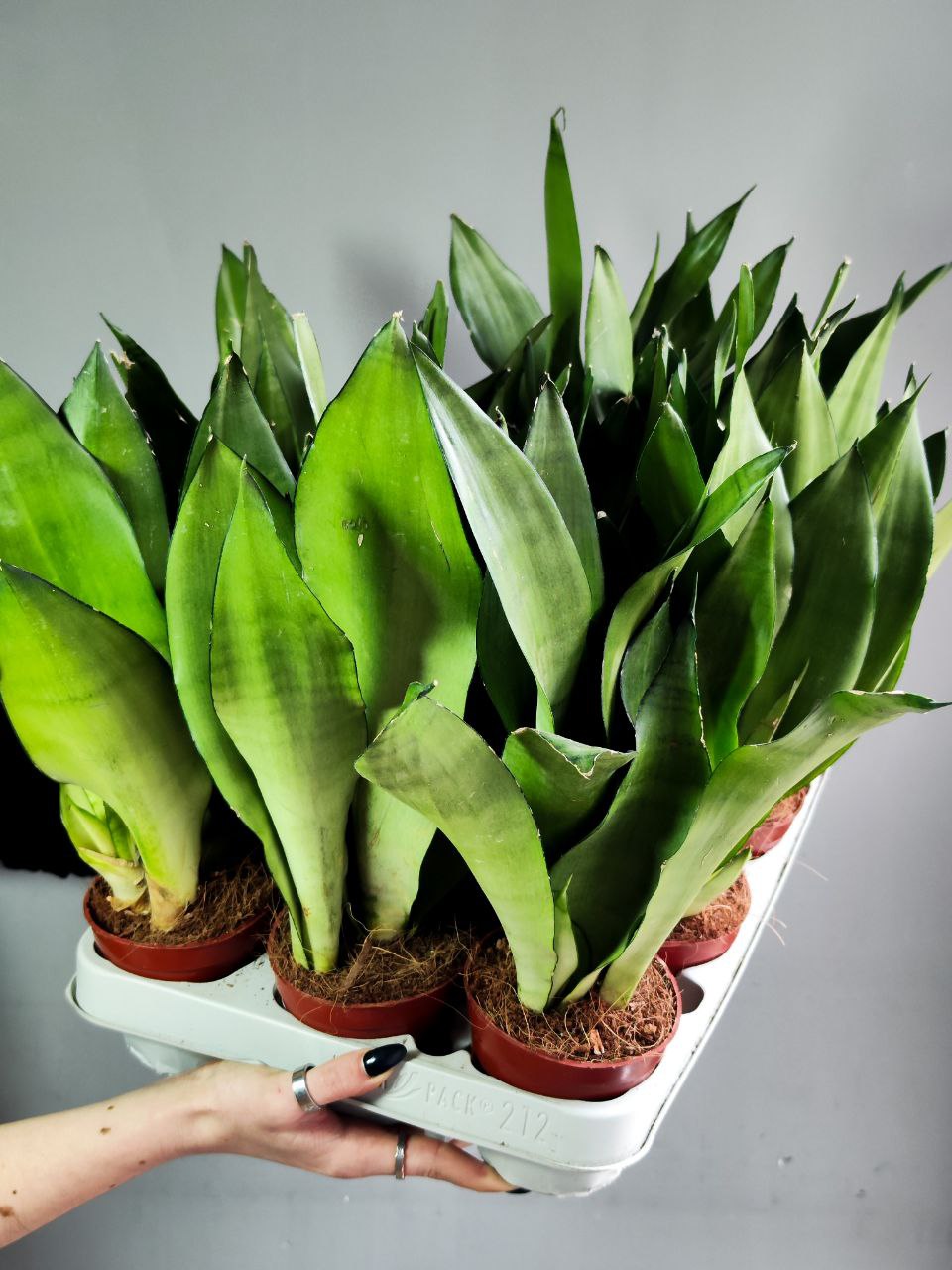 Сансевиерия Муншайн (Sansevieria Moonshine) D9см