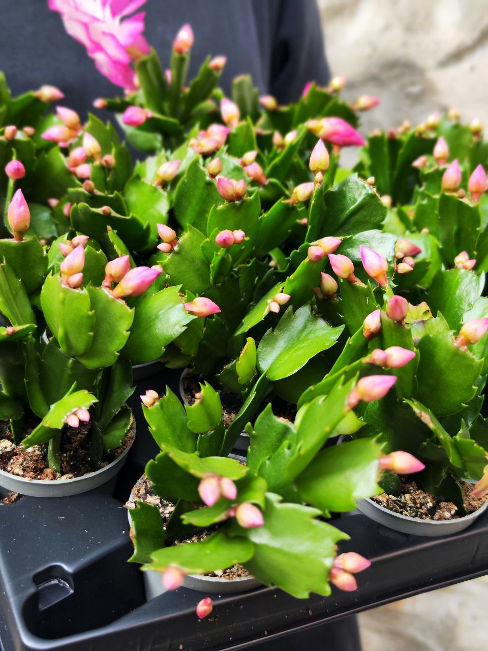 Декабрист Розовый, или Шлюмбергера (Schlumbergera Tendenza Rosa) D6см