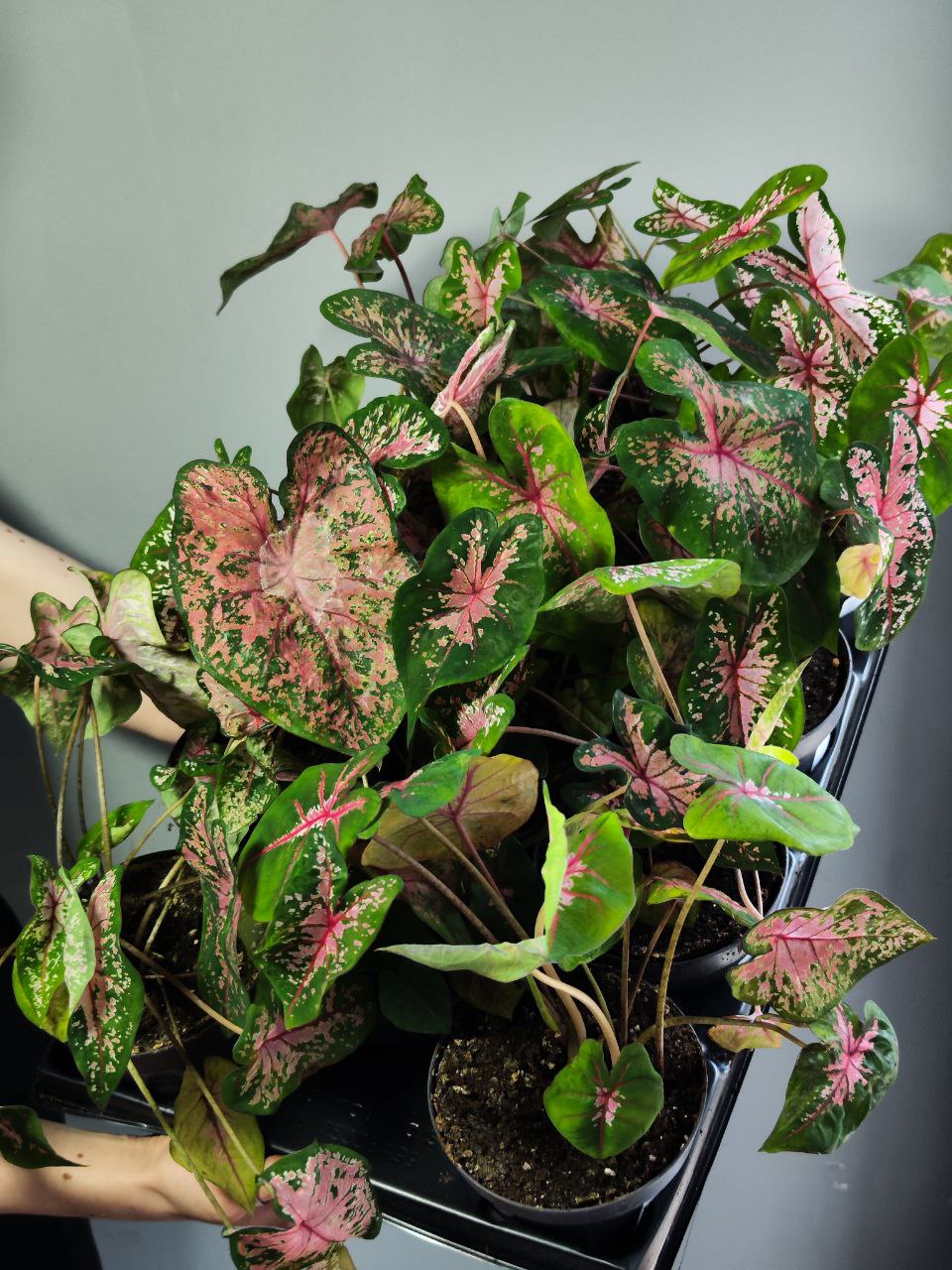 Каладиум Пинк Бьюти (Caladium Pink Beauty) D12см