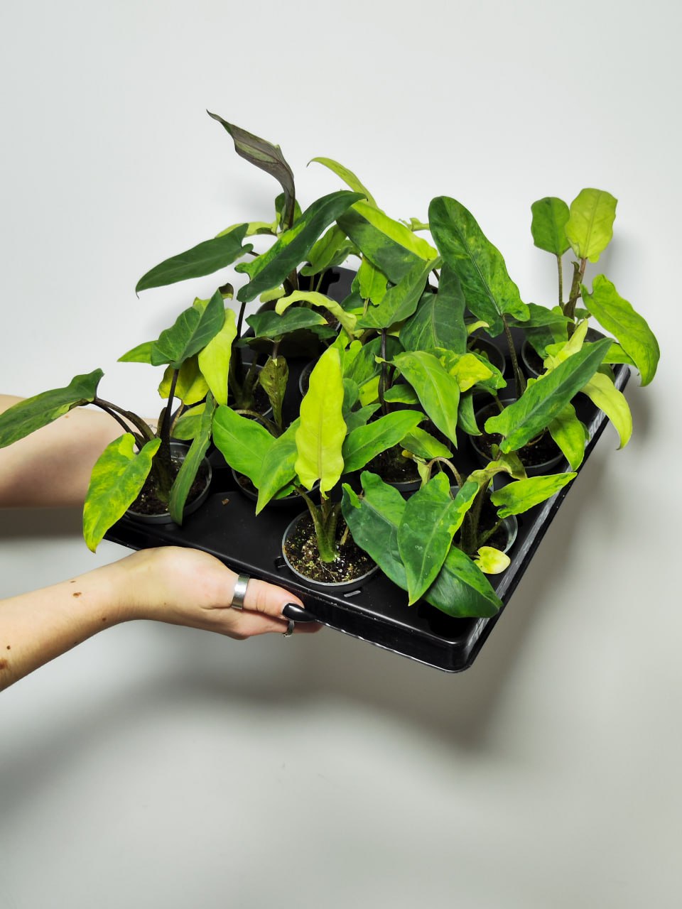 Алоказия Лаутербахиана Вариегатная (Alocasia Lauterbachiana Variegata) D6см