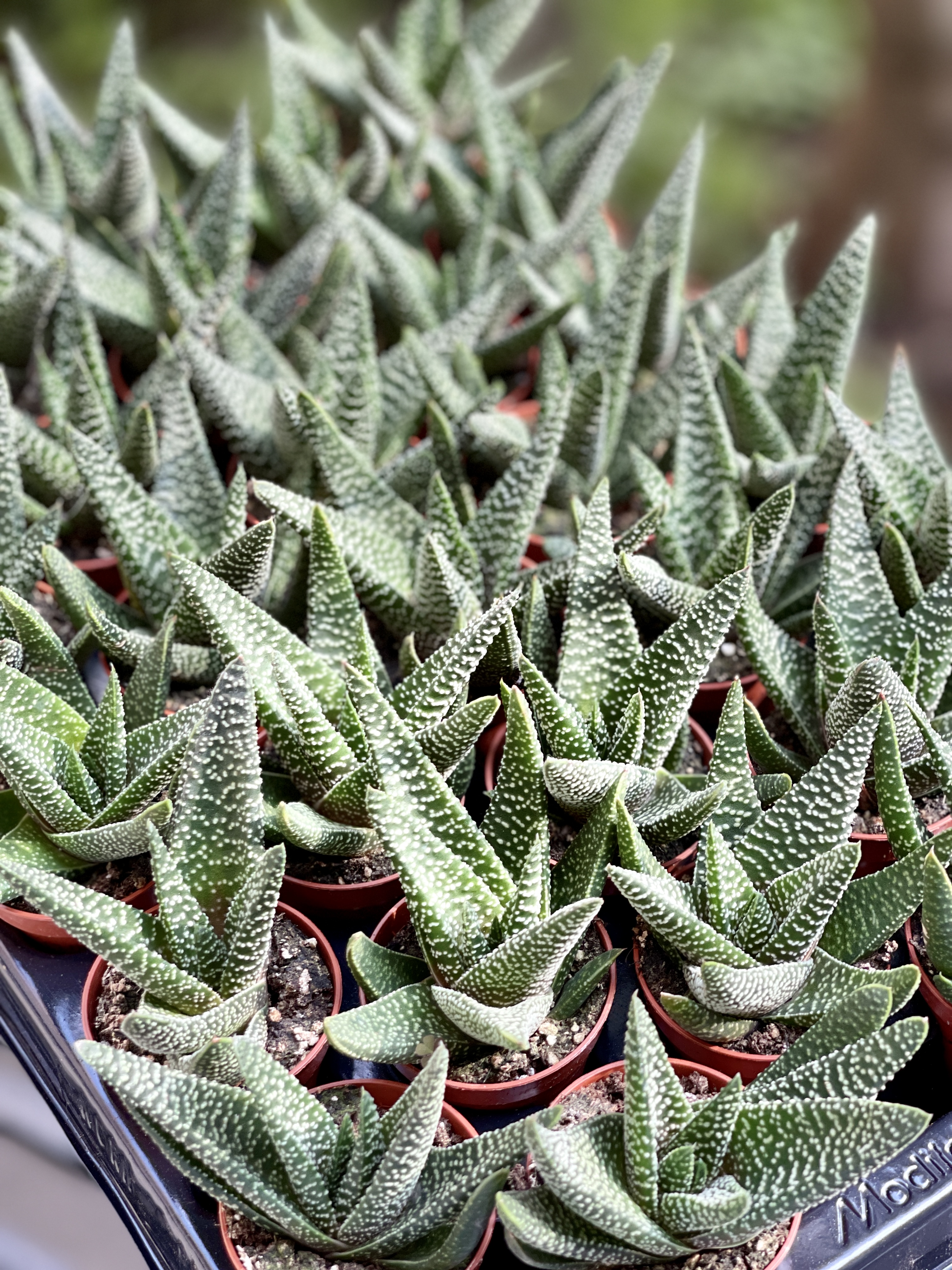 Хавортия Жемчужная Мэджик (Haworthia Margaritifera Magic) D5см