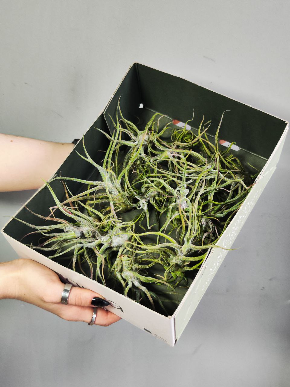 Тилландсия Пруиноса (Tillandsia Pruinosa)
