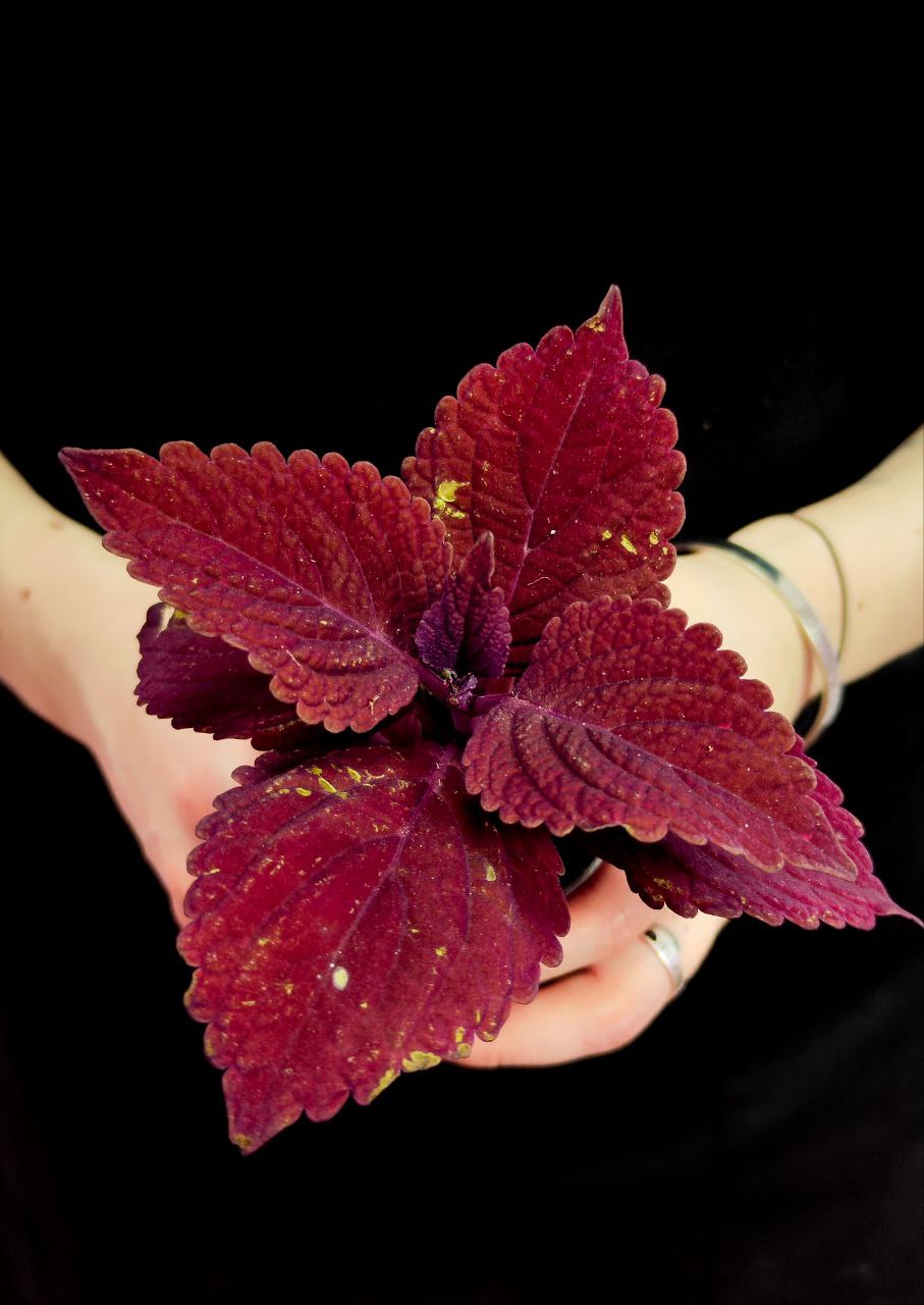 Колеус Секонд Стрит (Coleus Second Street) D6см