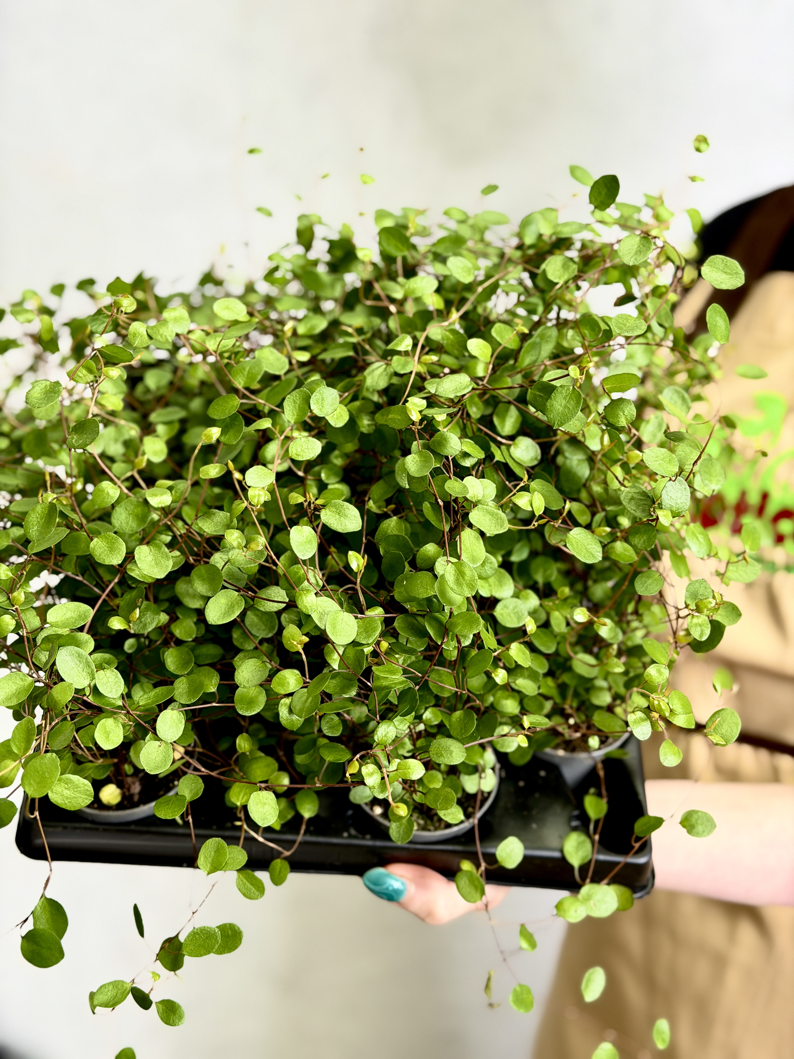 Мюленбекия Комплекса Маори, или Мюленбекия Спутанная (Muehlenbeckia Сomplexa Maori) D6см