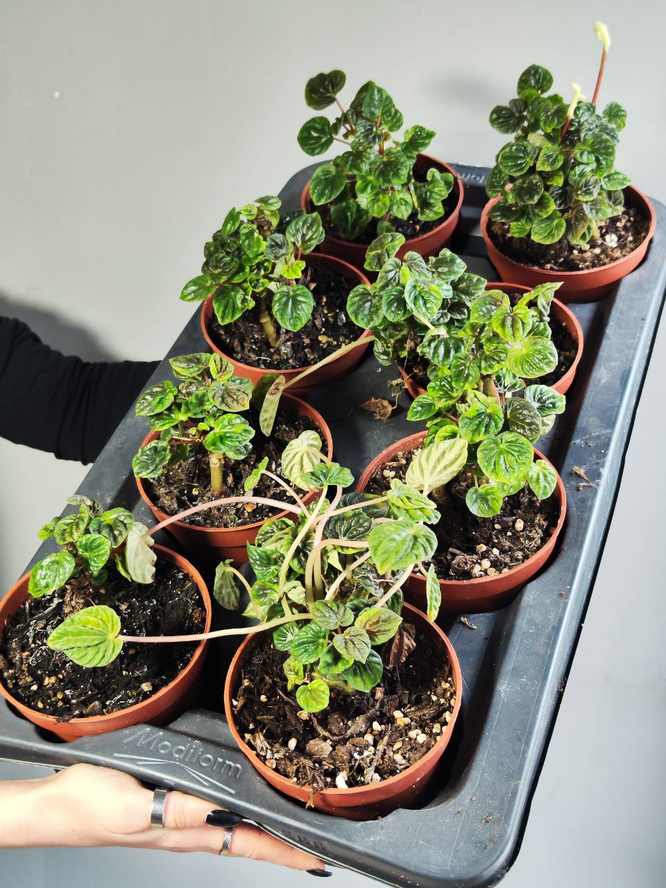 Пеперомия Лилиан (Peperomia Lilian) D12см УЦЕНКА