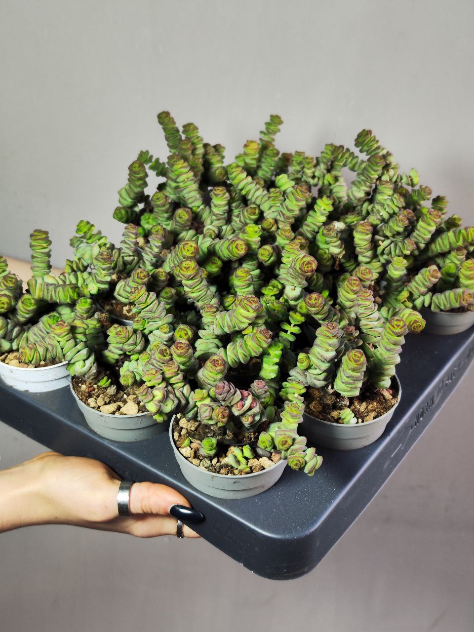 Крассула Марнье (Crassula Marnieriana) D6,5см