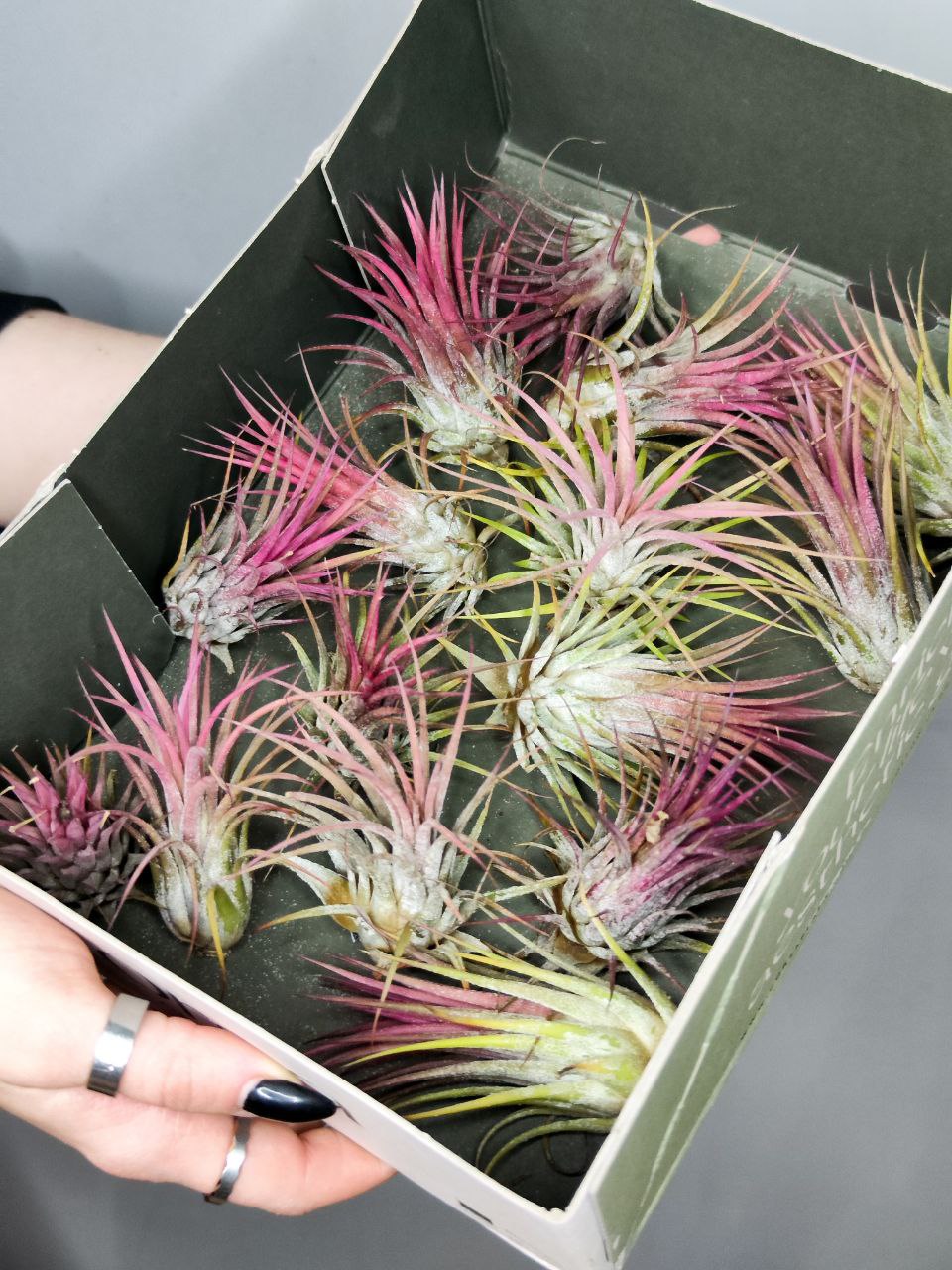 Тилландсия Ионанта Красная (Tillandsia Ionantha Red)